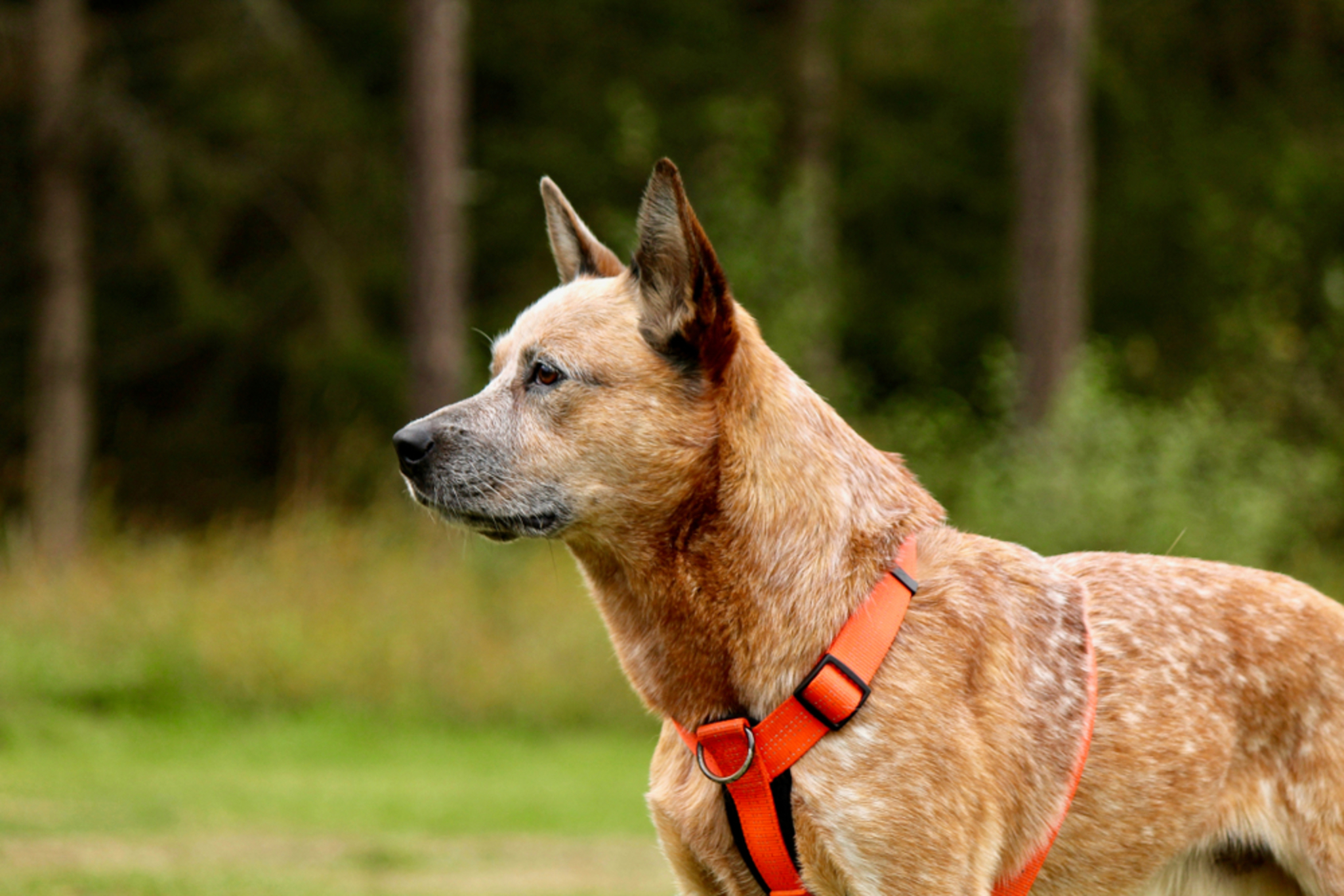 🐾 Australian Cattle Dog Rassebeschreibung dogbible