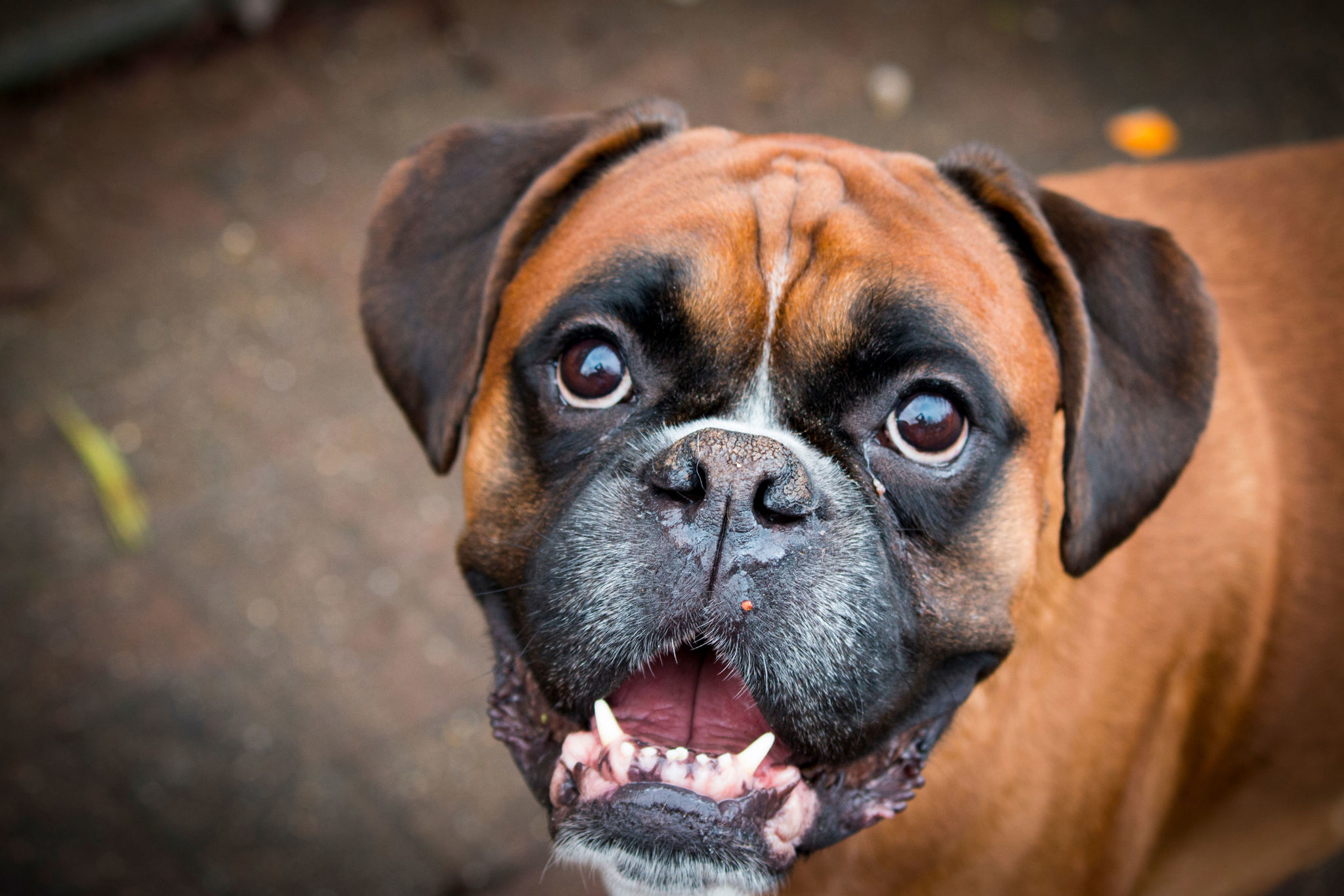 🐾 Boxer Rassebeschreibung Charakter &Co dogbible