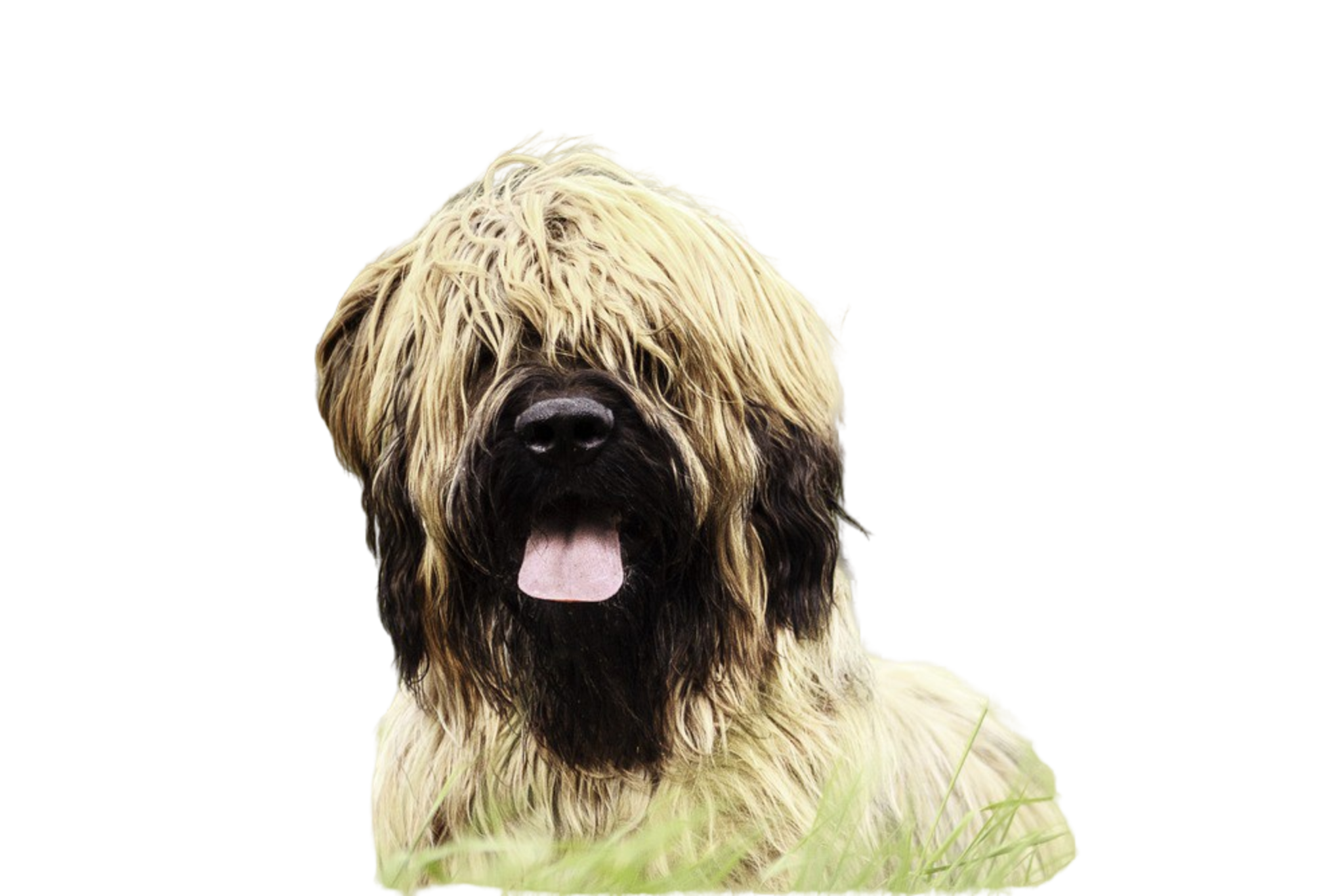 🐾 Briard Rassebeschreibung Charakter &Co dogbible