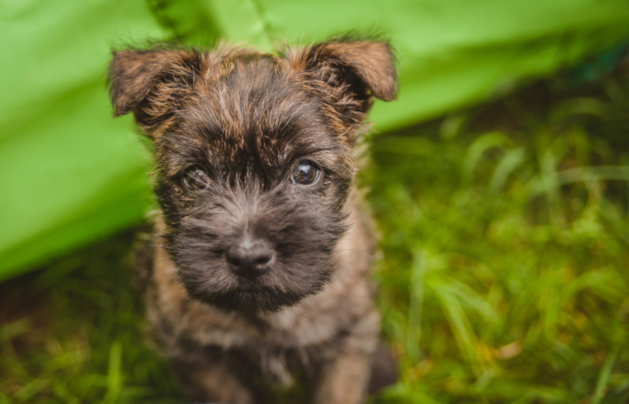 ? Cairn Terrier - Rassebeschreibung: Charakter - dogbible