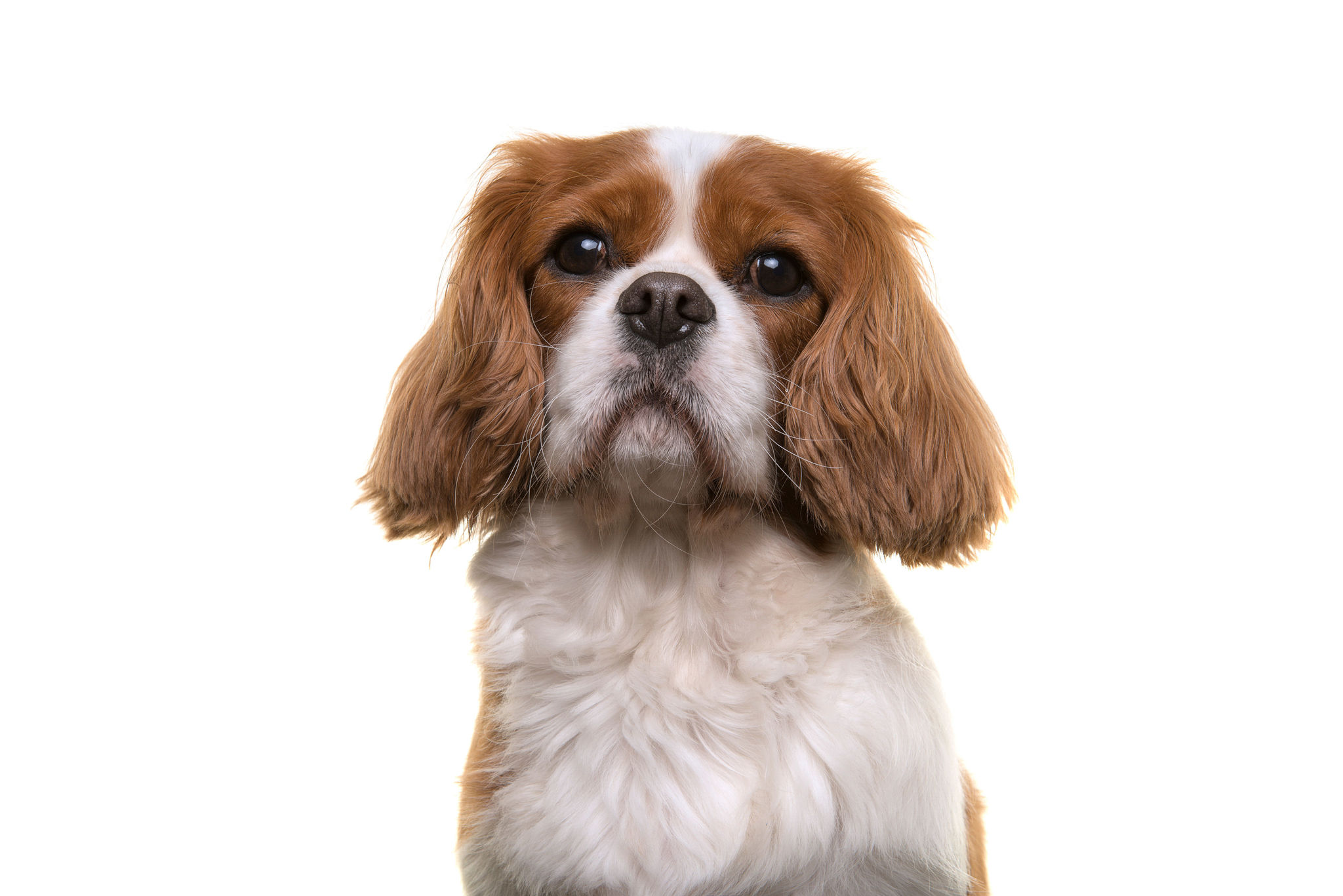 🐾 Cavalier King Charles Spaniel: Rassebeschreibung dogbible