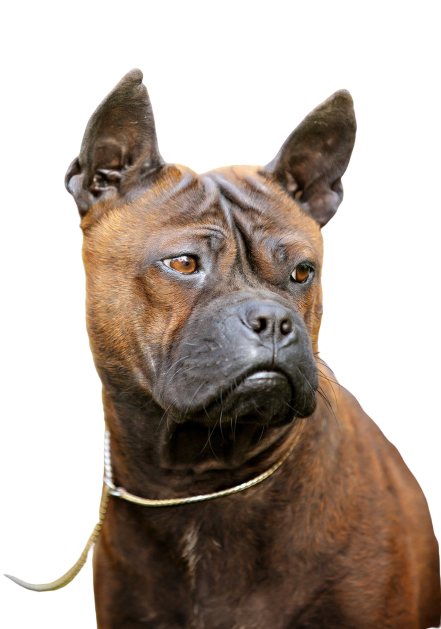 Chinese Chongqing Dog Rassebeschreibung Temperament dogbible