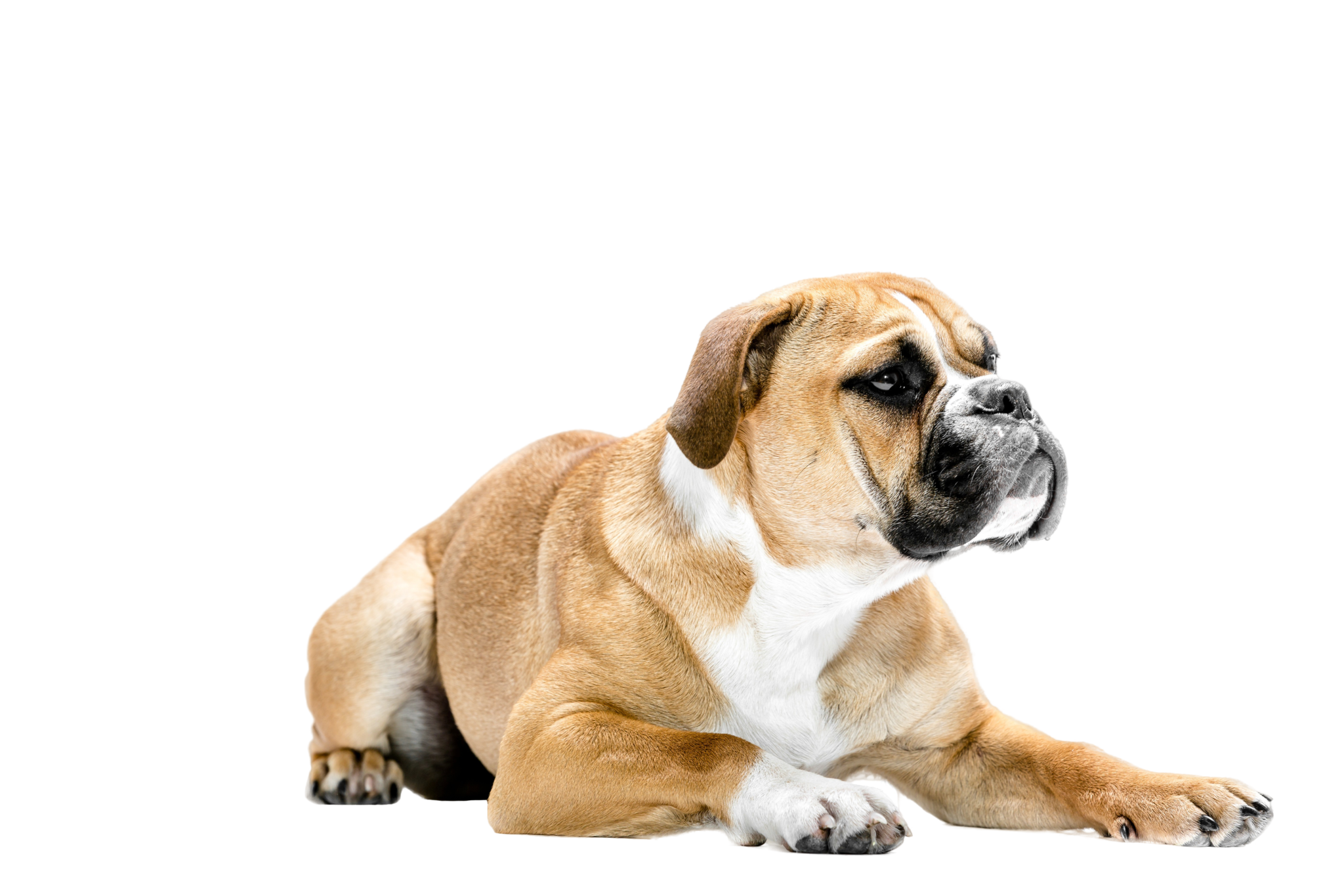 Continental Bulldog Rassebeschreibung Dogbible