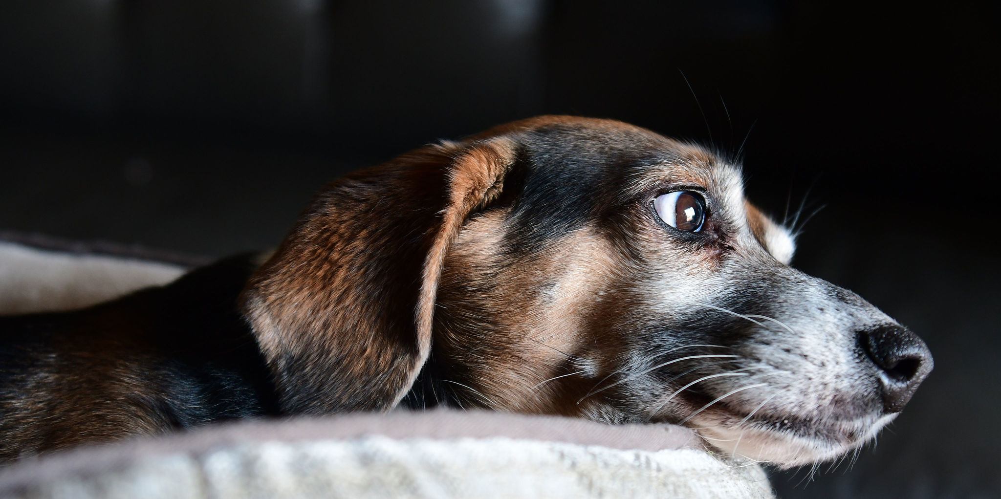 Augenausfluss (Epiphora) beim Hund Ursachen, Bekämpfung