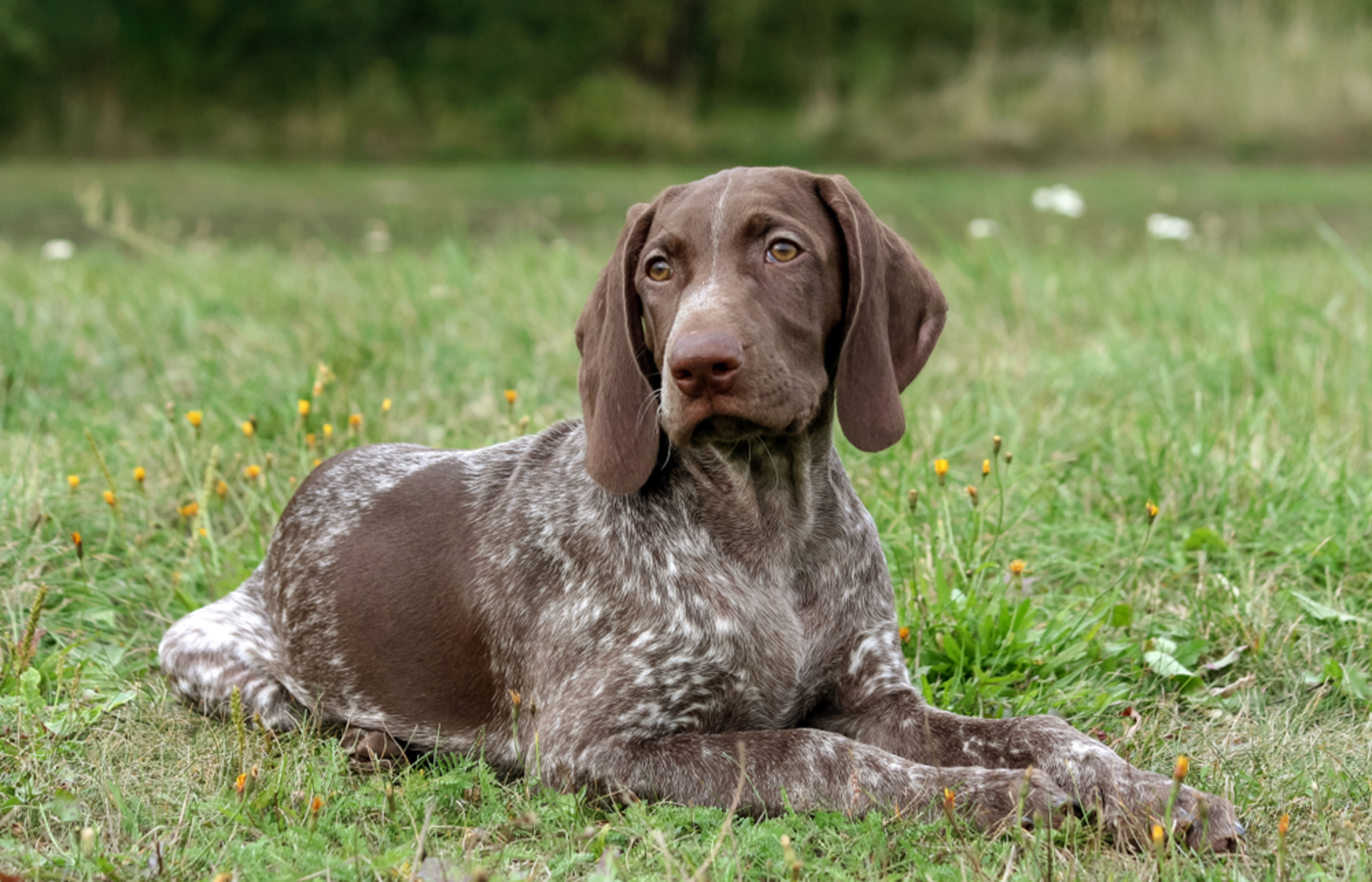 🐾 Deutsch Kurzhaar: Rassebeschreibung Charakter - Deutsch Kurzhaar HunD