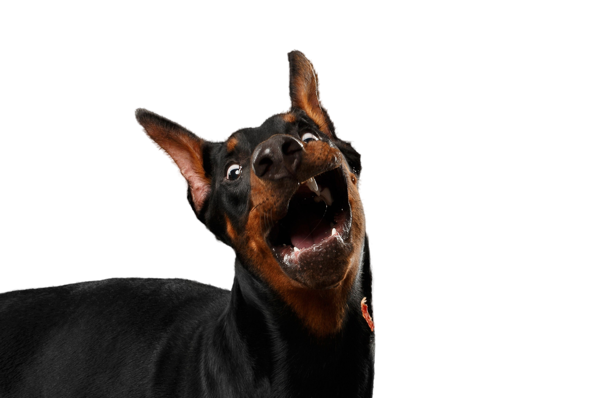 Dobermann Rassebeschreibung Charakter Co Dogbible