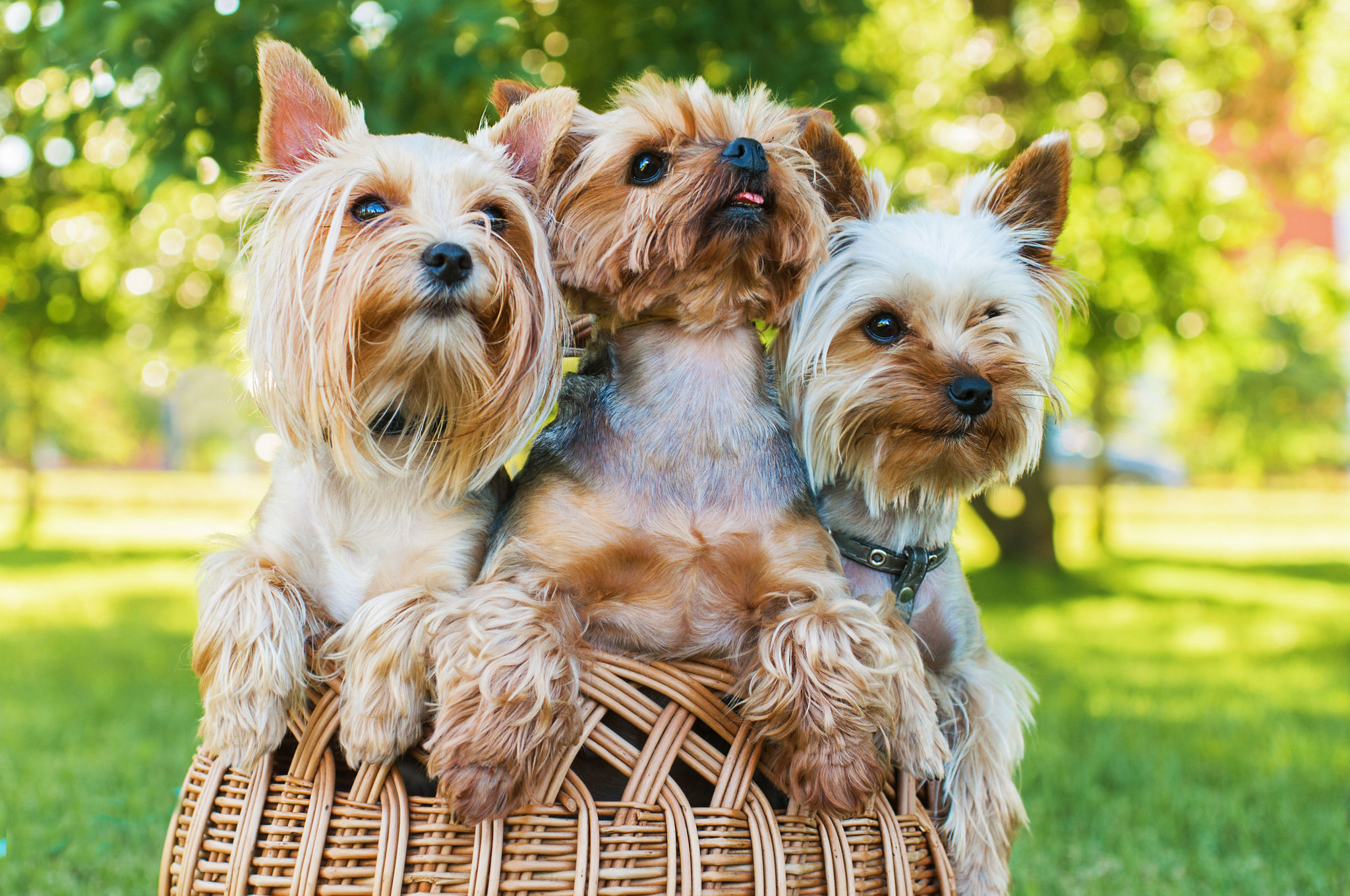 🐾 Yorkshire Terrier: Rassebeschreibung - dogbible