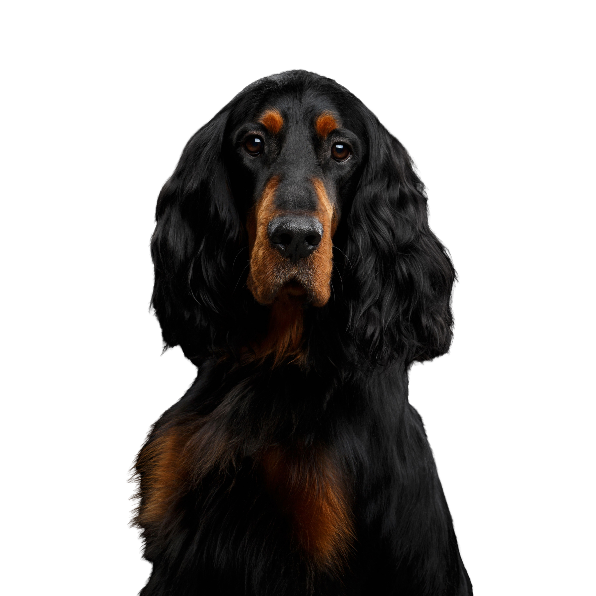 🐾 Gordon Setter: Rassebeschreibung Charakter &Co dogbible