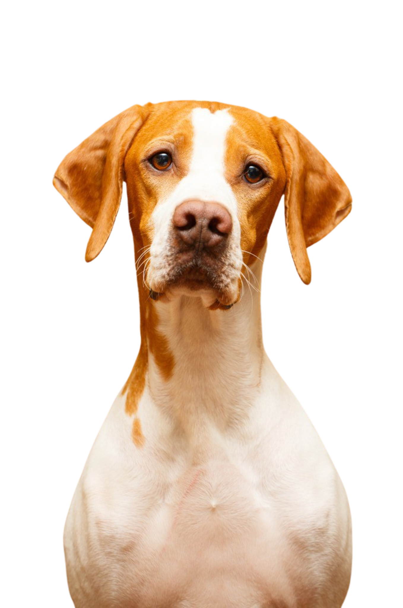 English Pointer Temperament und Beschreibung der Rasse