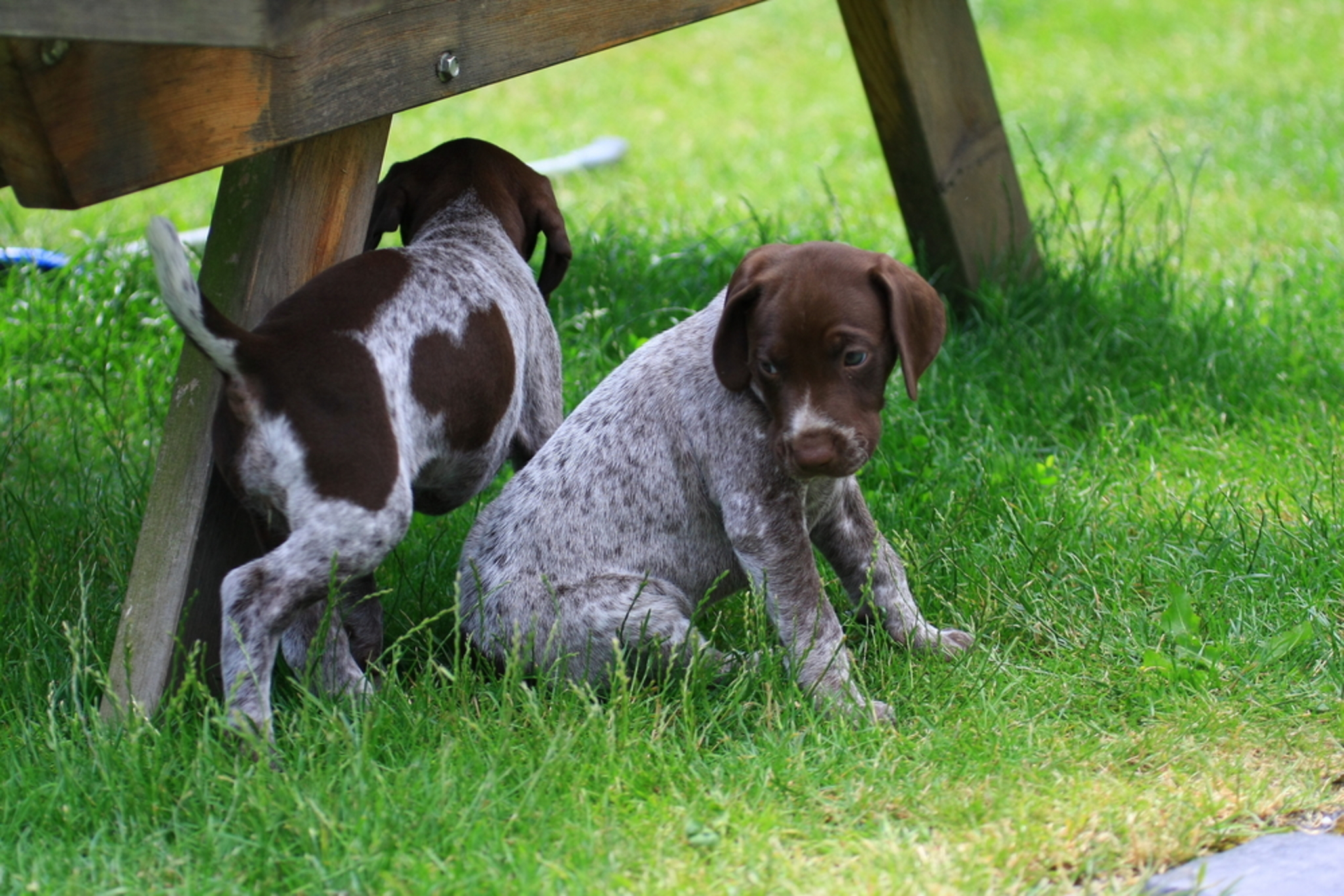 English Pointer Temperament und Beschreibung der Rasse