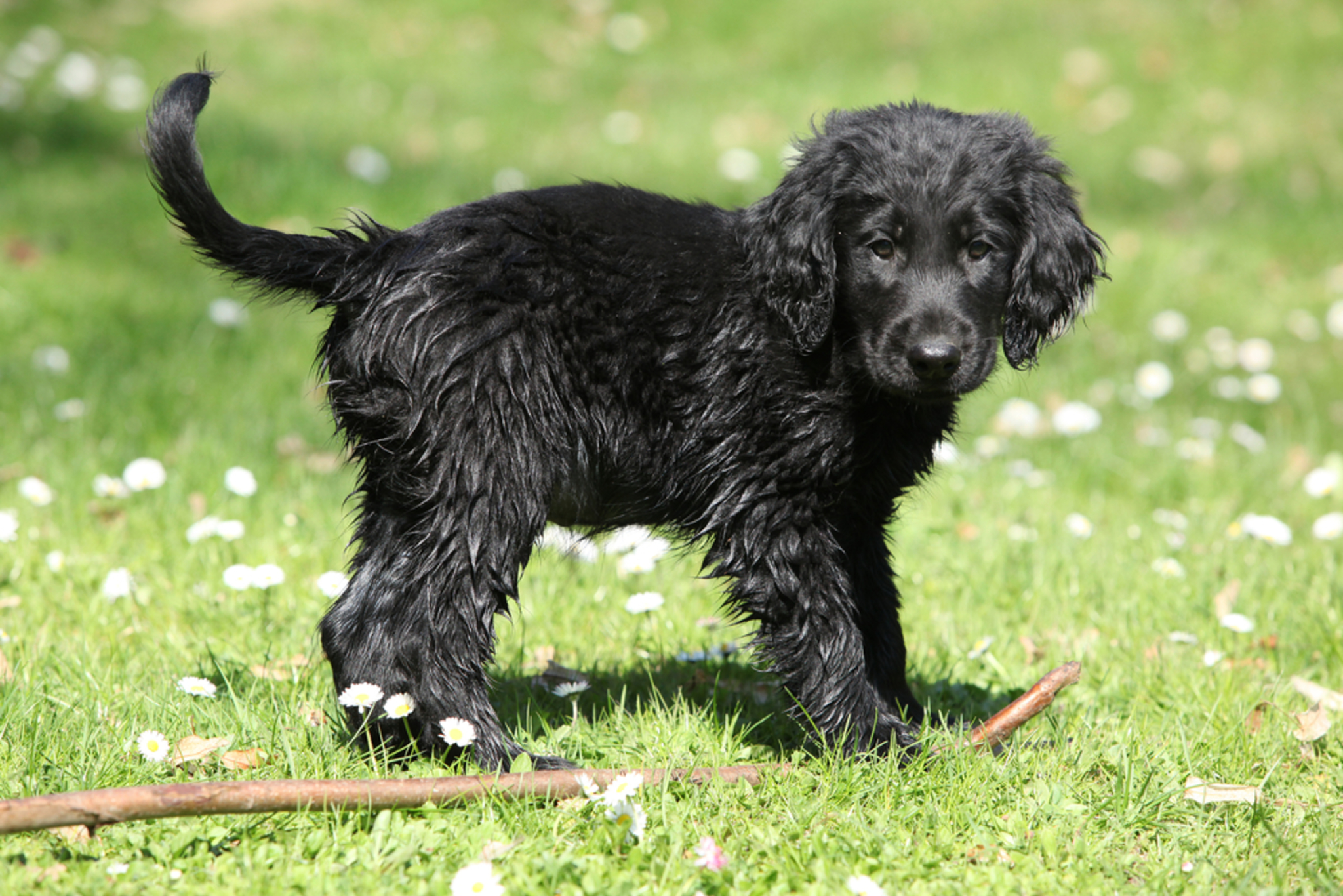 🐾 Flat Coated Retriever Rassebeschreibung dogbible