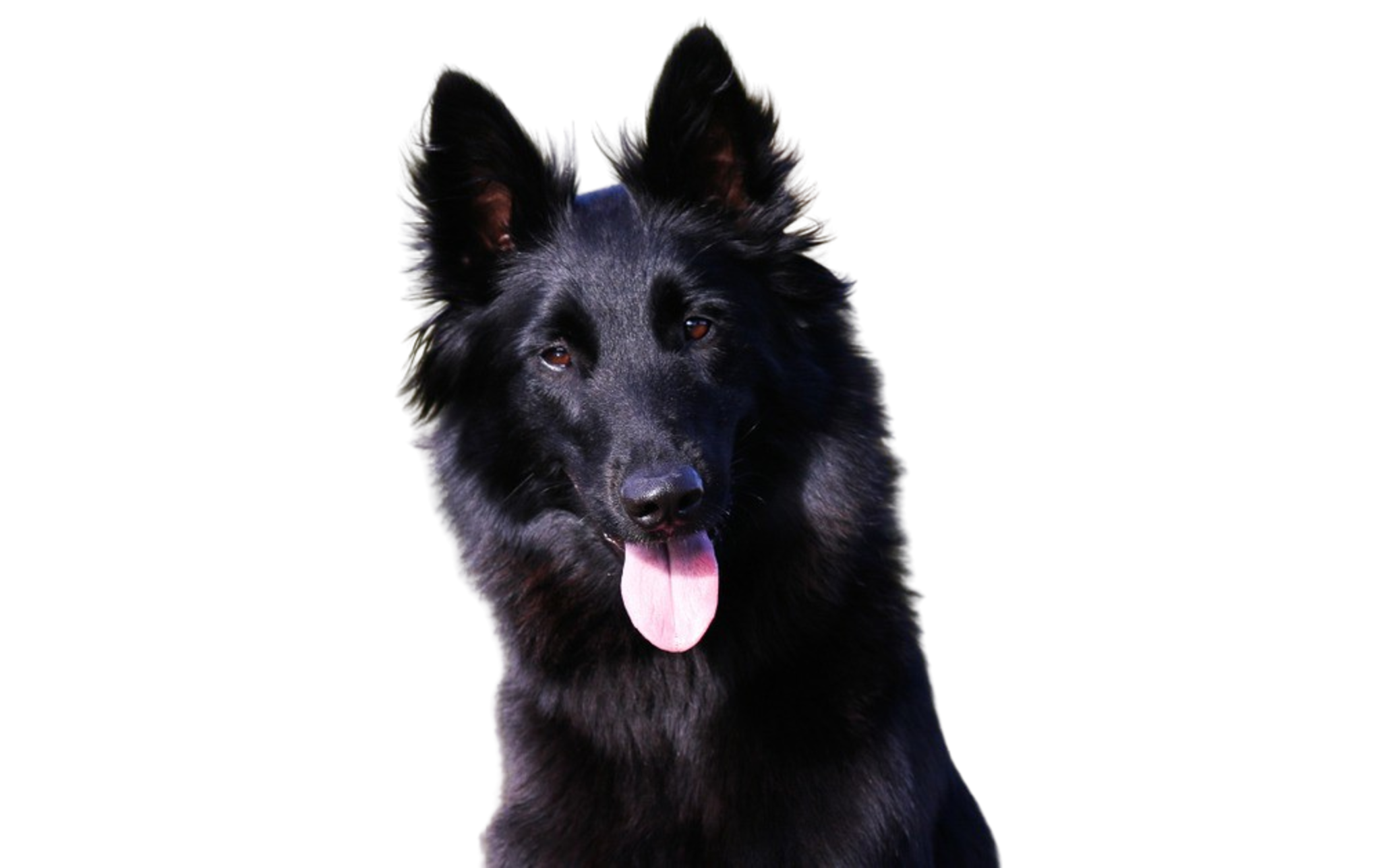 グローネンダール 黒のベルジアンシェパード犬 ロングコート