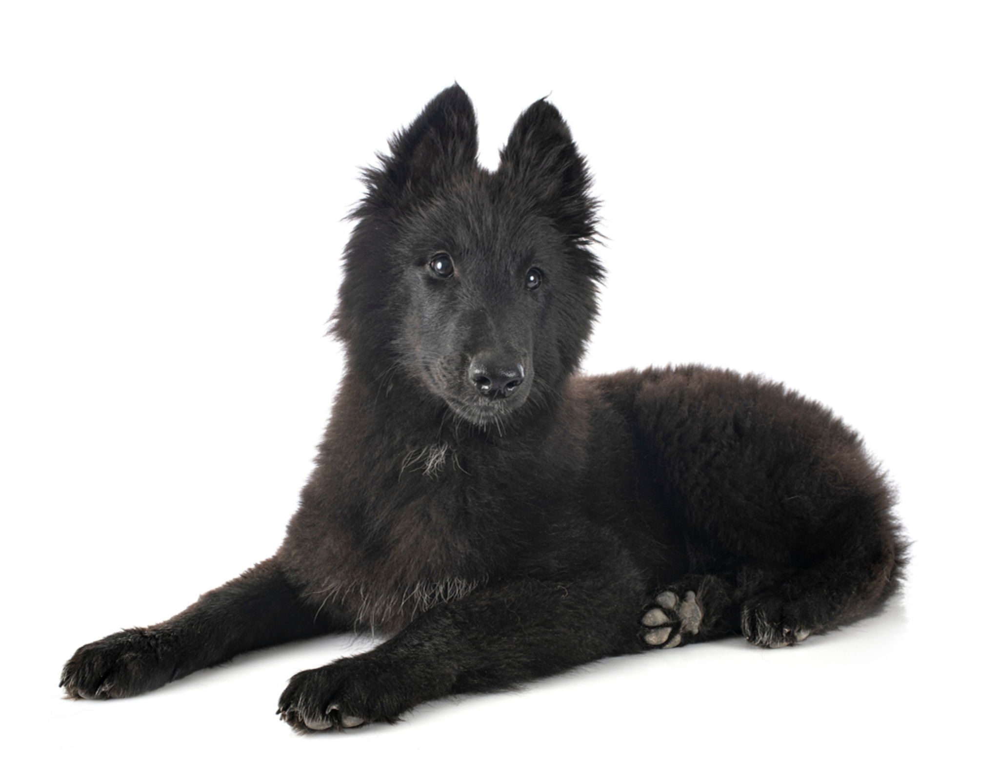 Groenendael schwarzer belgischer Schäferhund & langes Fell