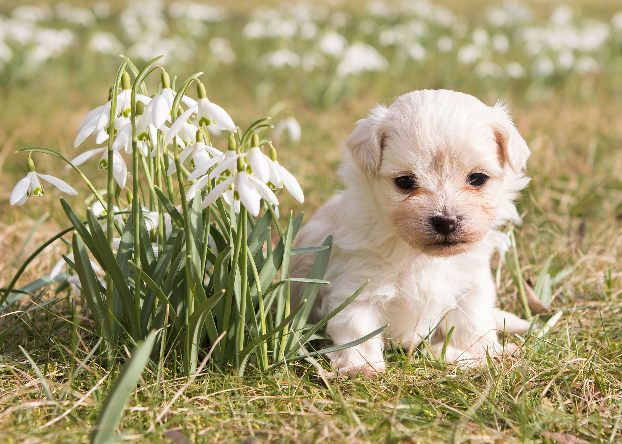ð¾ Havaneser - Rassebeschreibung: Charakter &Co - dogbible