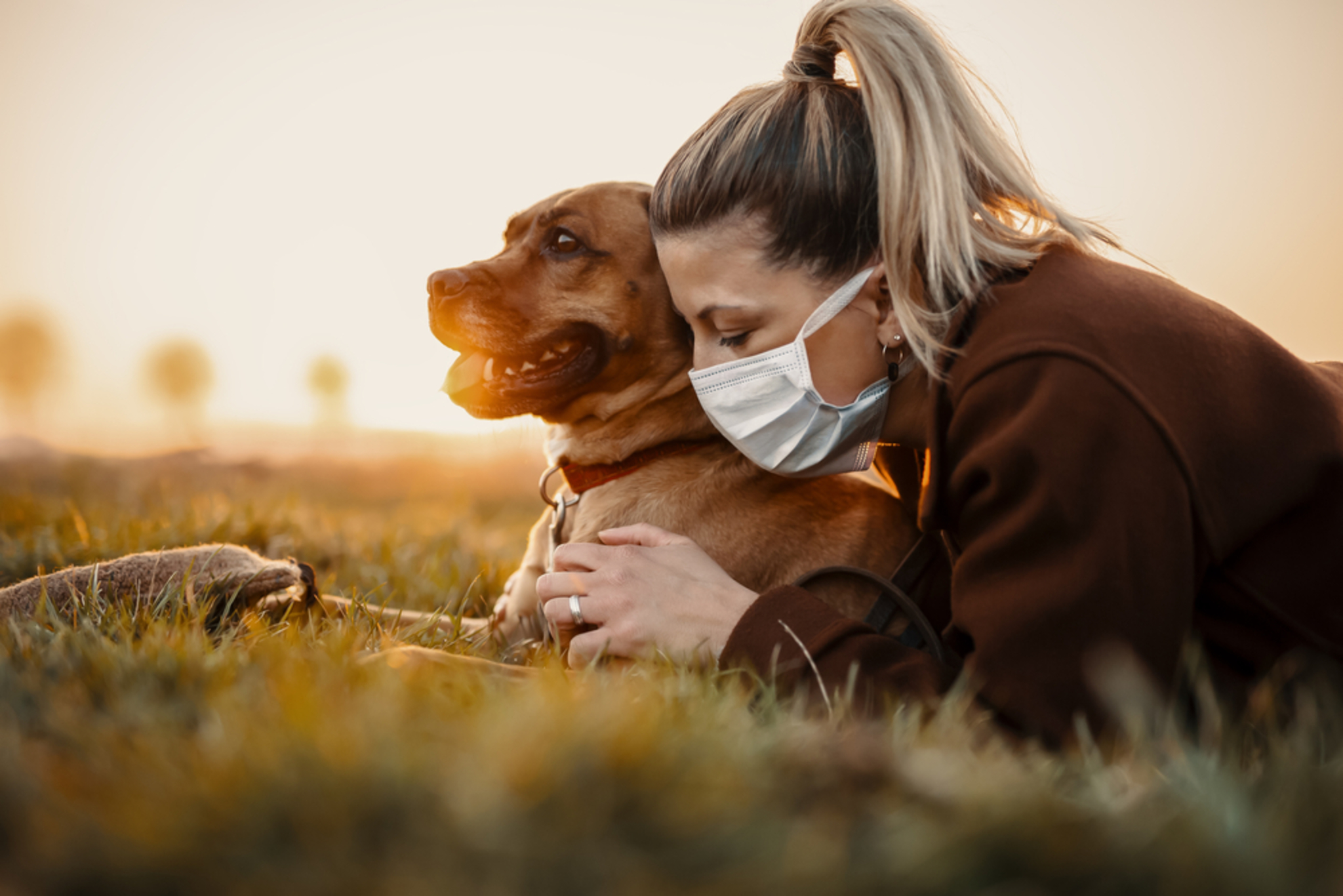 Hund an das Tragen von Masken gewöhnen TIPPS dogbible