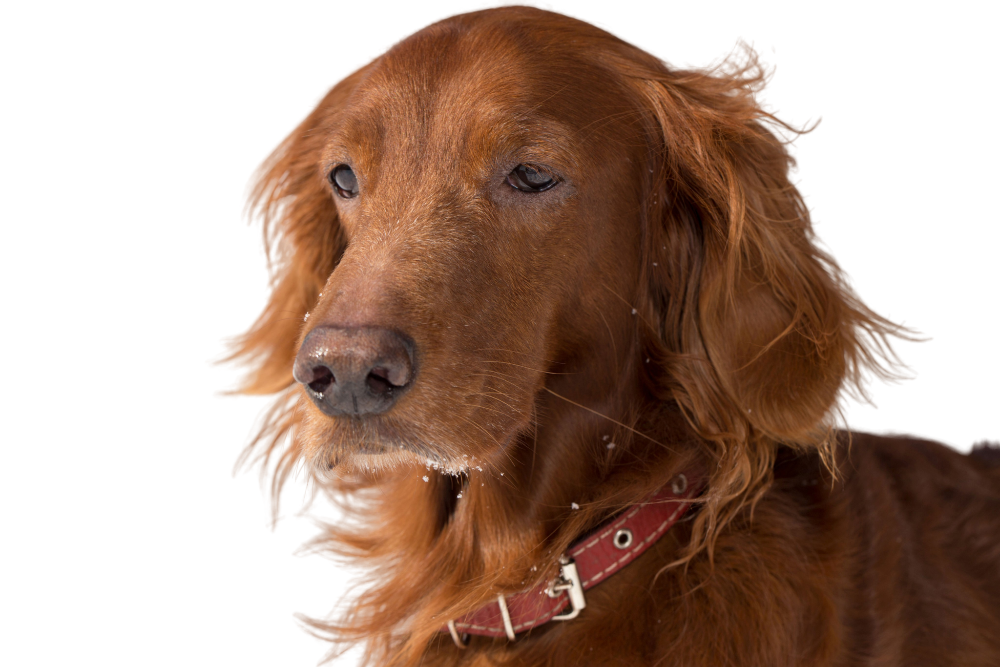 アイリッシュ レッド セッター 犬種の説明 性格 Dogbible アイリッシュ レッド セッター 犬種の説明 性格 Dogbible