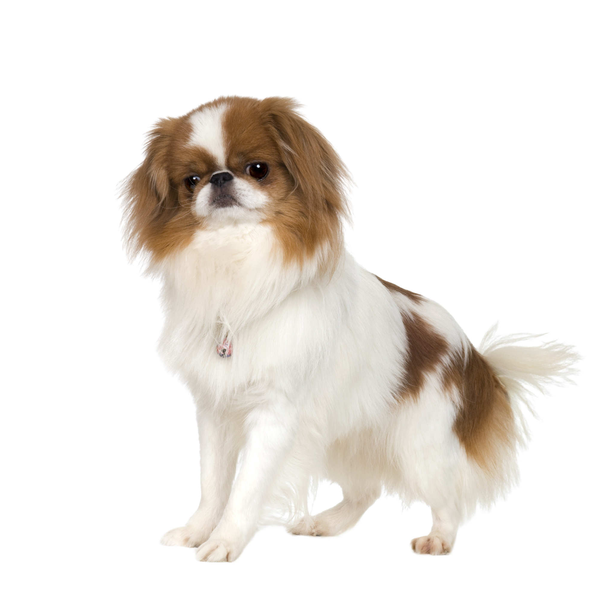 ジャパンチンの気質と犬種の解説 Dogbible