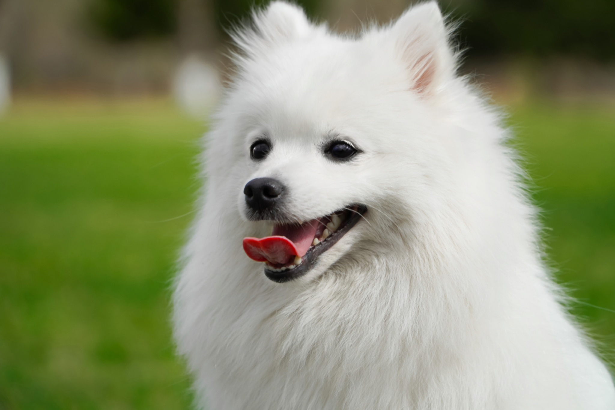 Japan Spitz Temperament & Beschreibung der Rasse dogbible