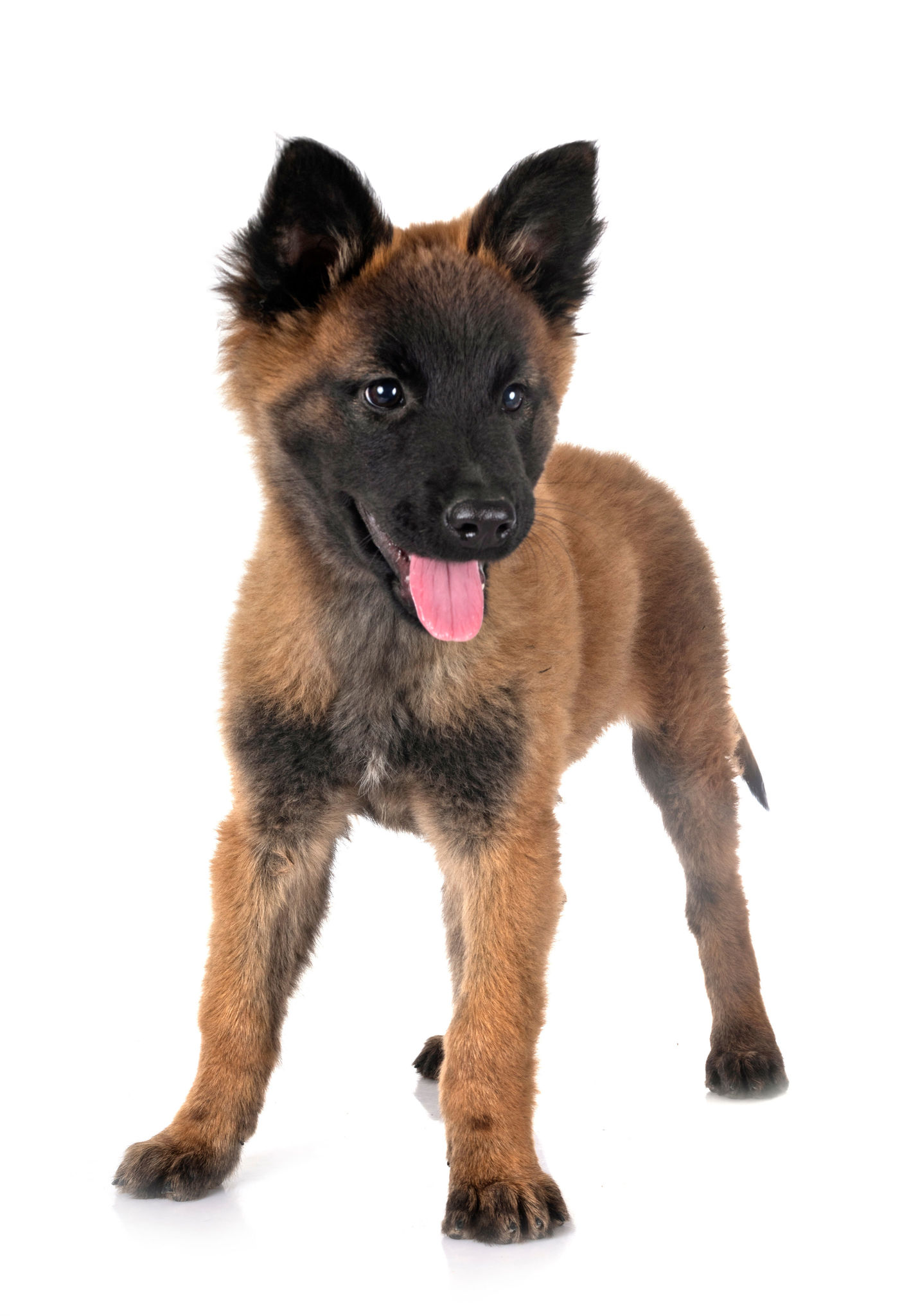 🐾 Tervueren - Rassebeschreibung: Charakter &Co - dogbible