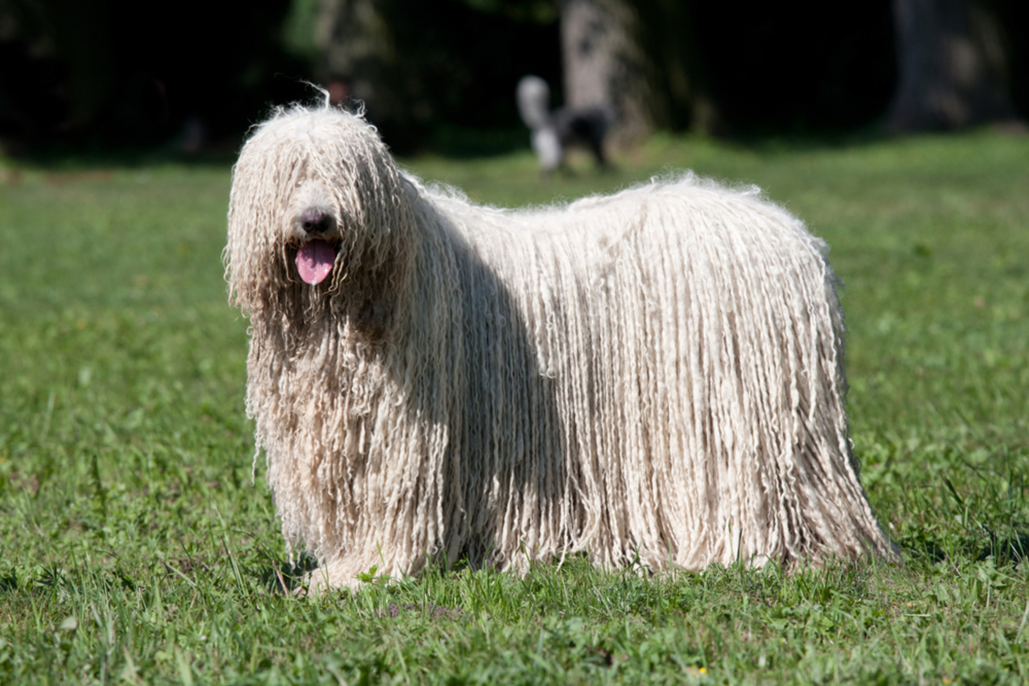 🐾 Komondor Rassebeschreibung und Temperament dogbible