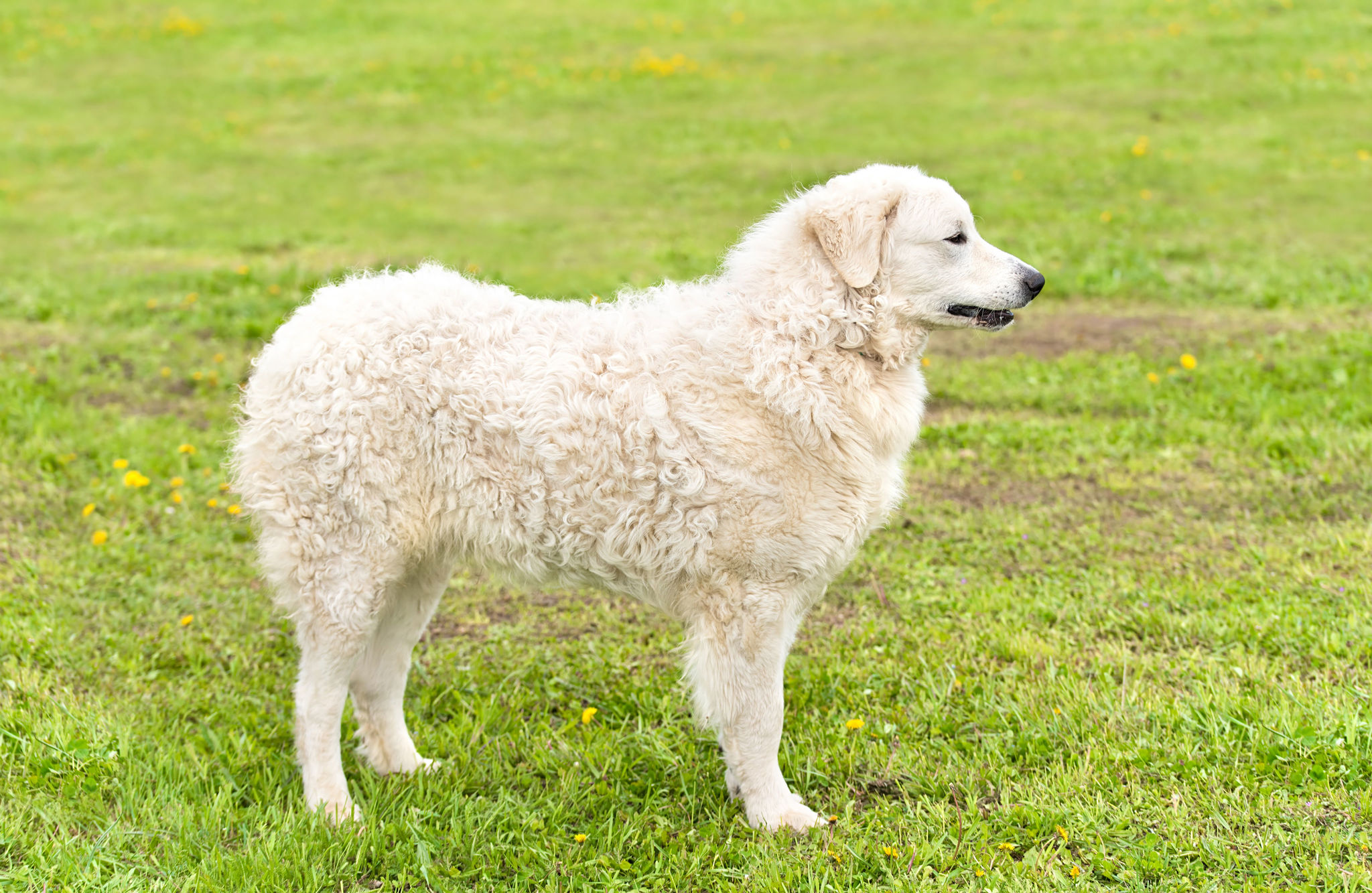 🐾 Kuvasz Rassebeschreibung Charakter &amp;Co dogbible