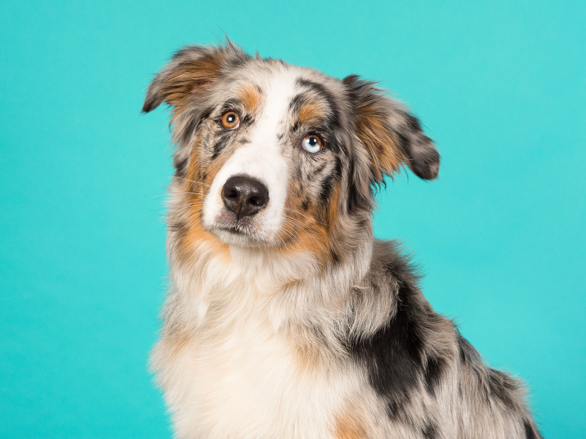 distichiasis hund