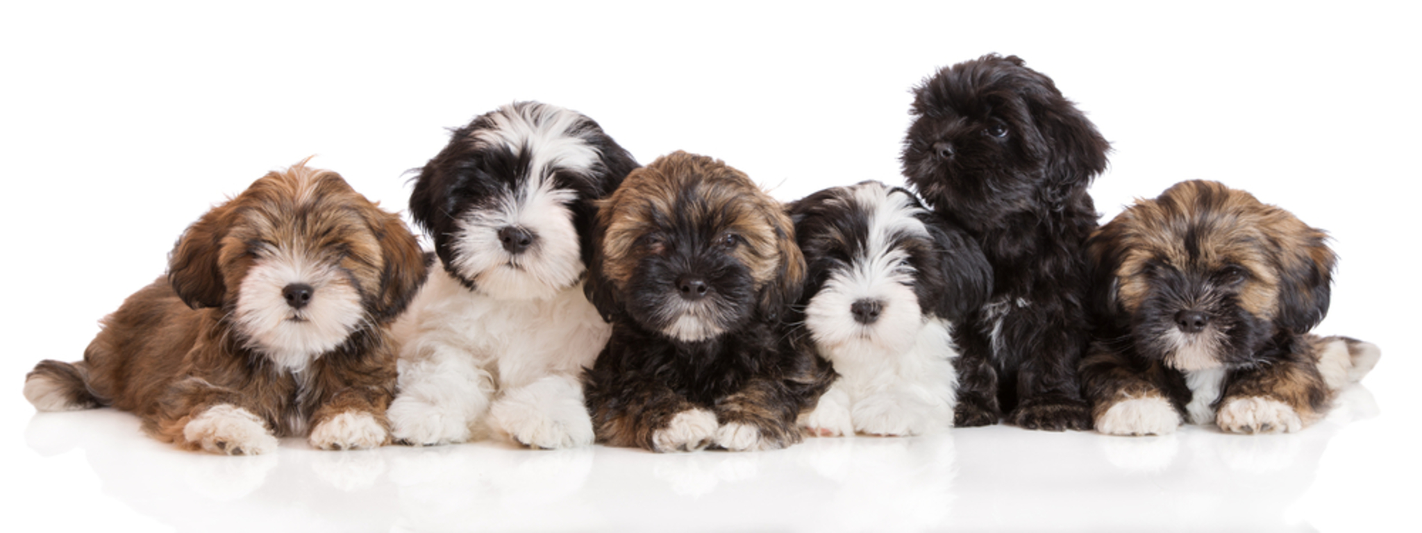🐾 Lhasa Apso Temperament und Rassebeschreibung Charakter