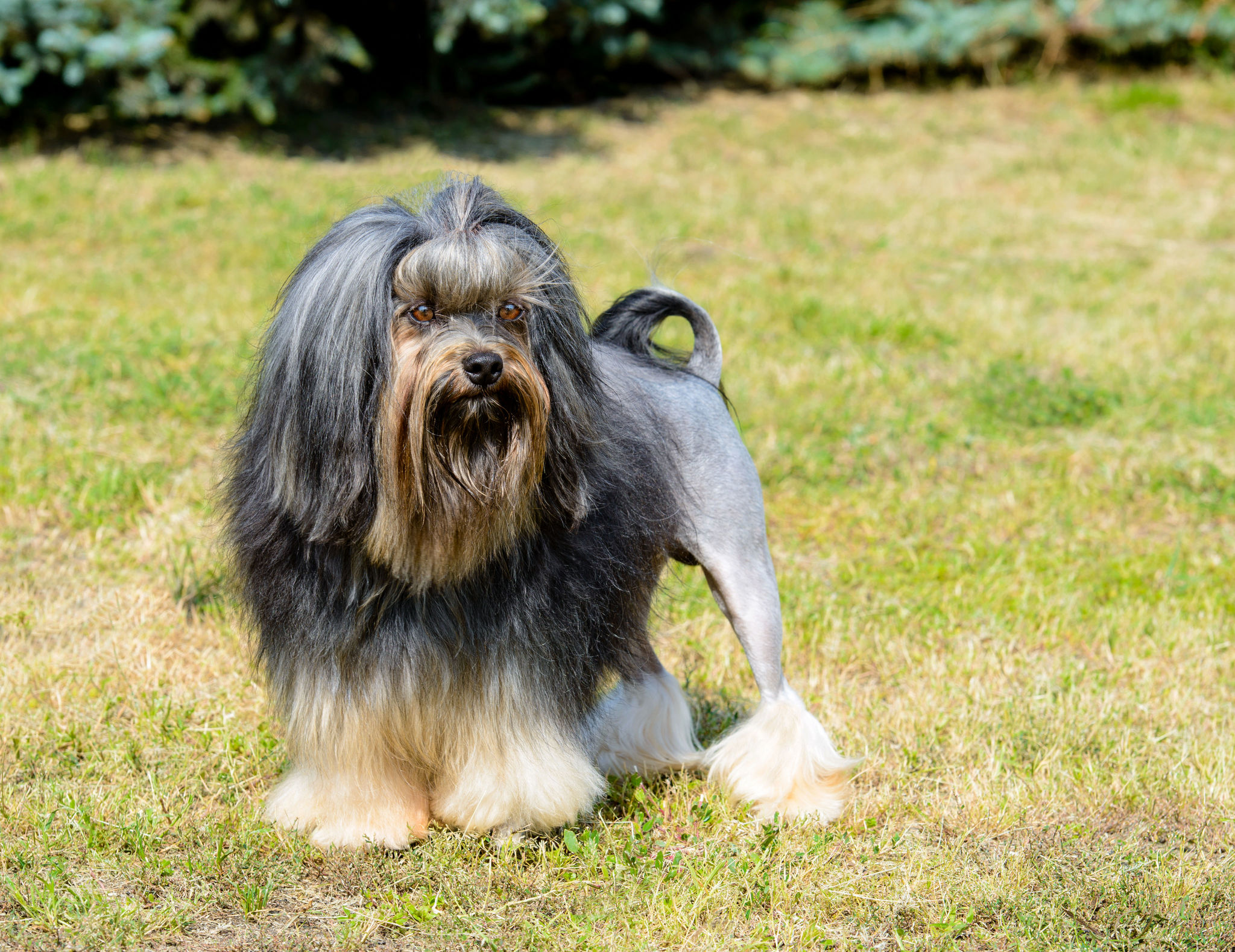 🐾 Löwchen Rassebeschreibung Charakter &Co dogbible