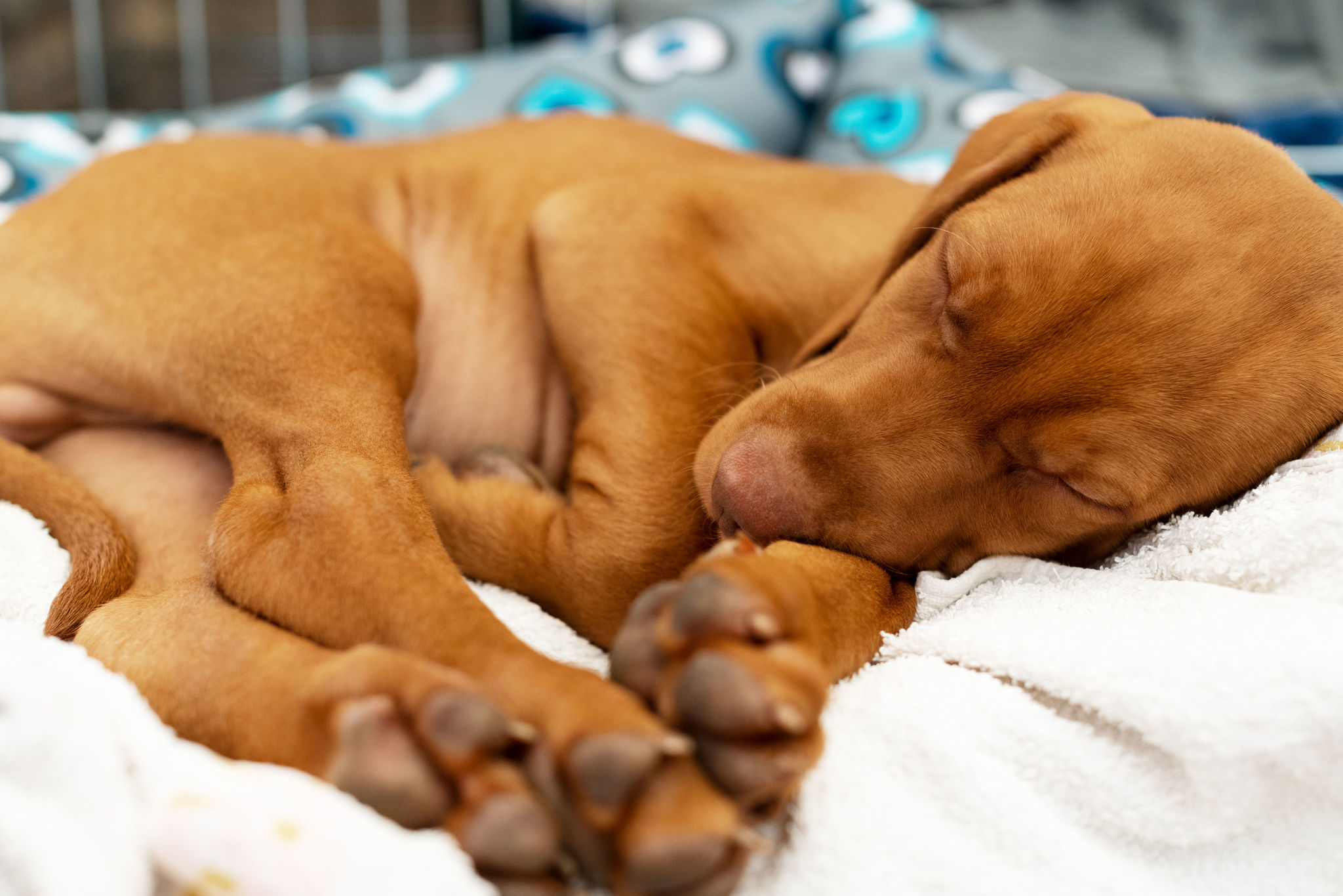 🐾 Magyar Vizsla Rassebeschreibung Charakter dogbible