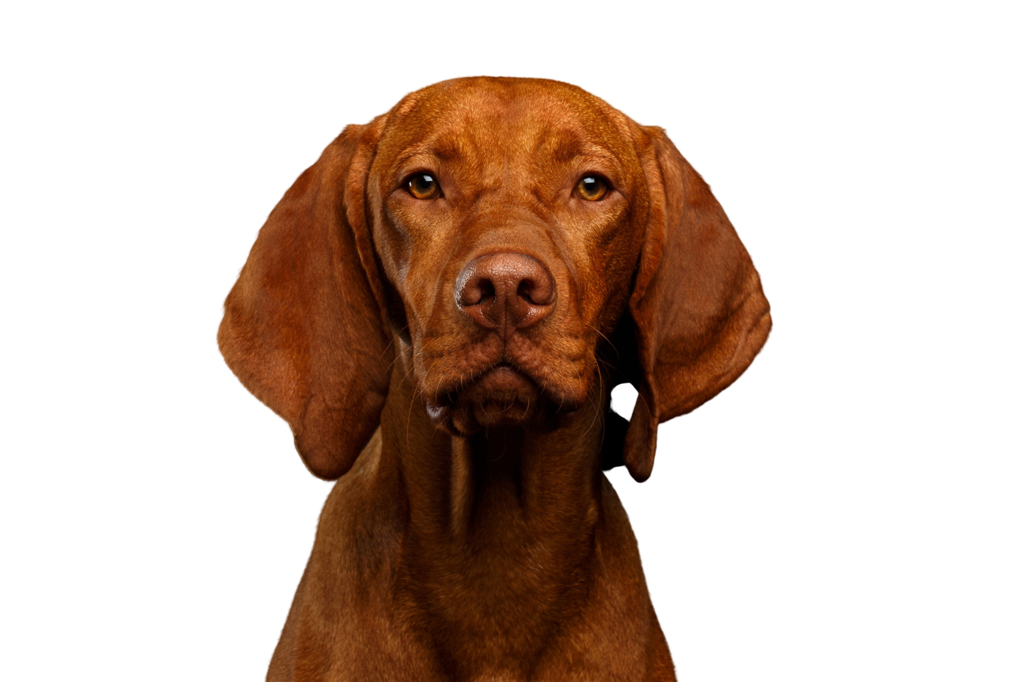 マジャールヴィズラ 犬種説明 キャラクター Dogbible マジャールヴィズラ 犬種説明 キャラクター Dogbible