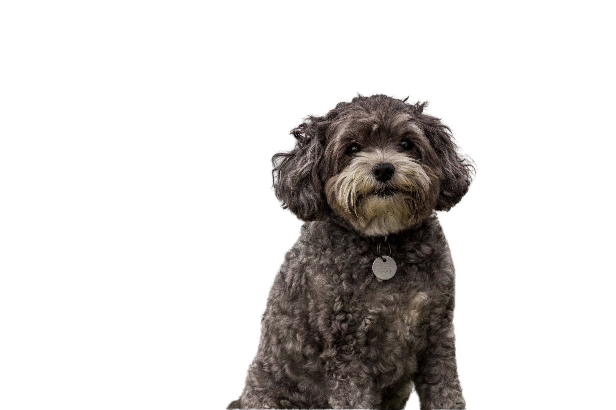 Hund alleine lassen lernen so gehts super easy! dogbible