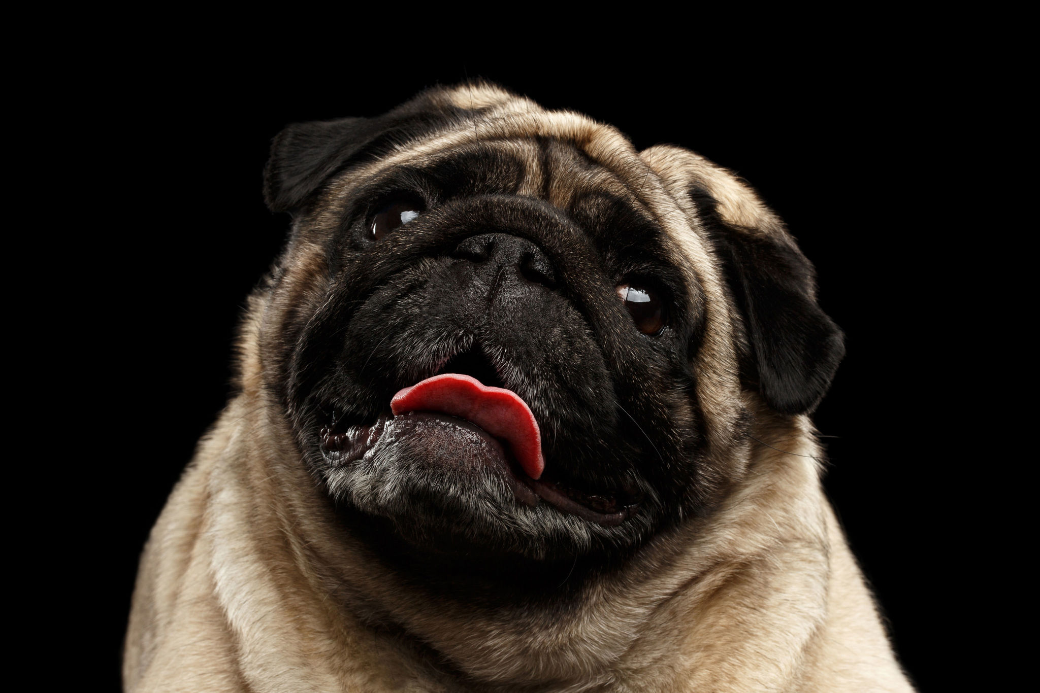 🐾 Mops Rassebeschreibung Charakter &Co dogbible