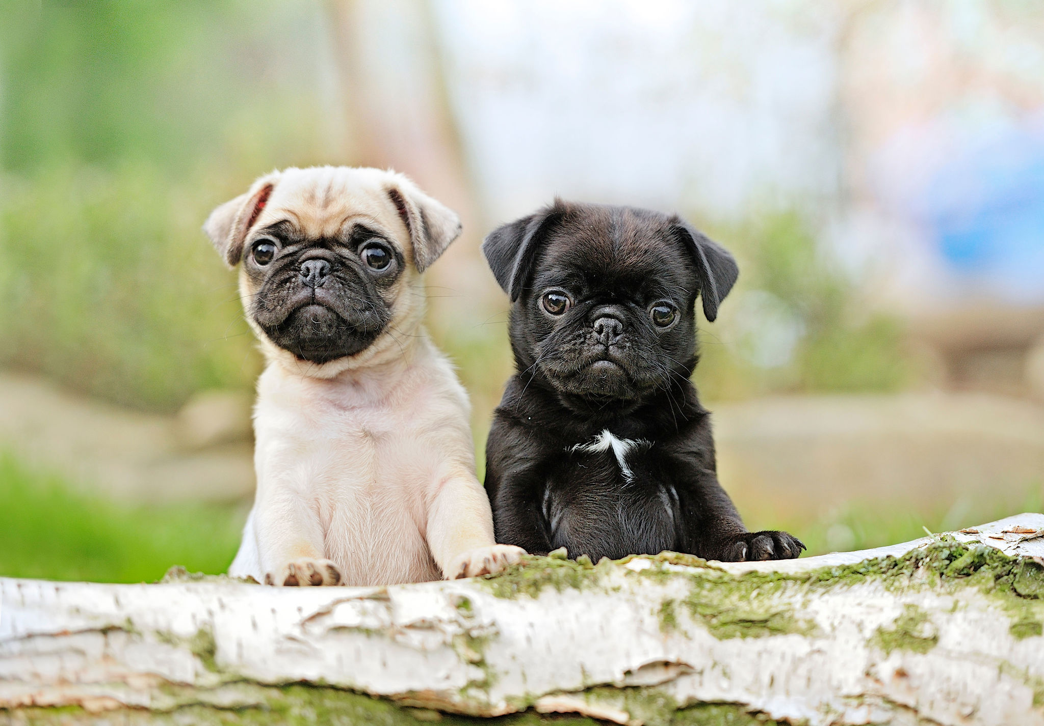 🐾 Mops Rassebeschreibung Charakter &Co dogbible