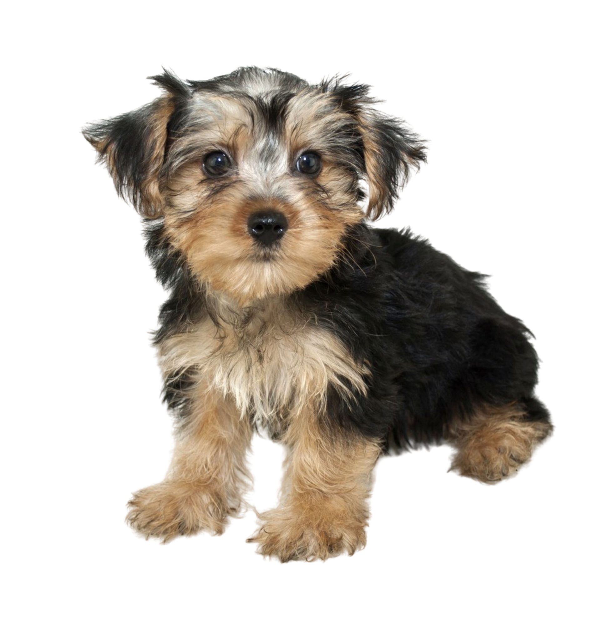 Morkie Rassebeschreibung Charakter Co Dogbible