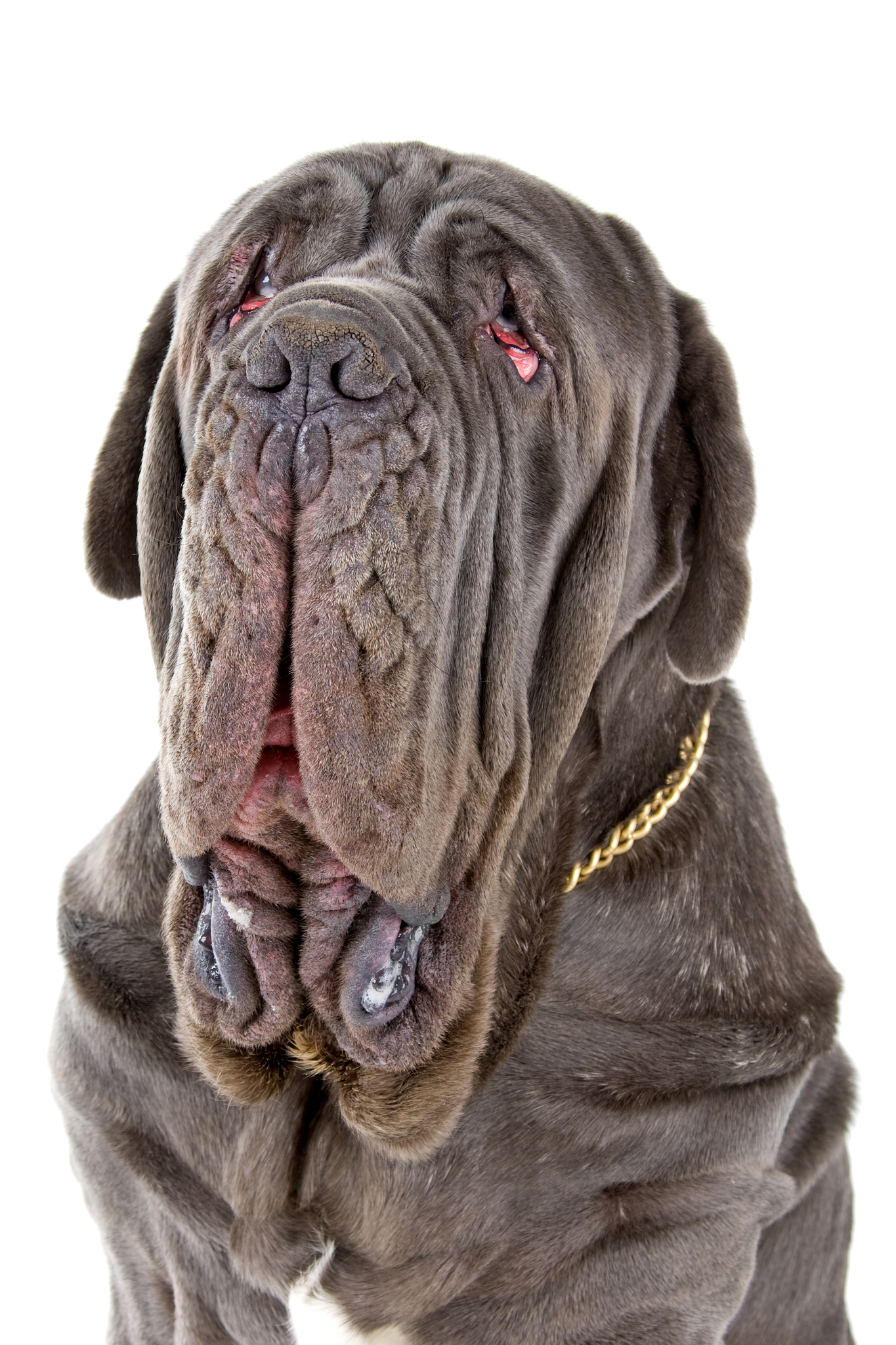 Augenentzündung beim Hund Was tun? Tipps für die Behandlung