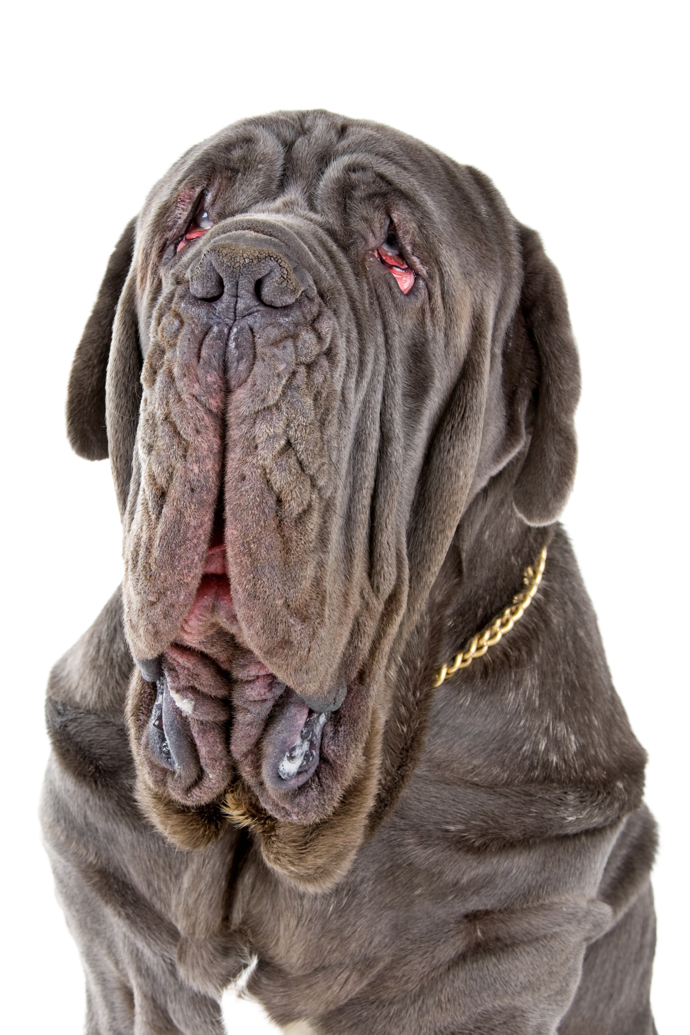 Mastino Napoletano Rassebeschreibung Charakter Dogbible mastino-napoletano-rassebeschreibung-charakter-dogbible