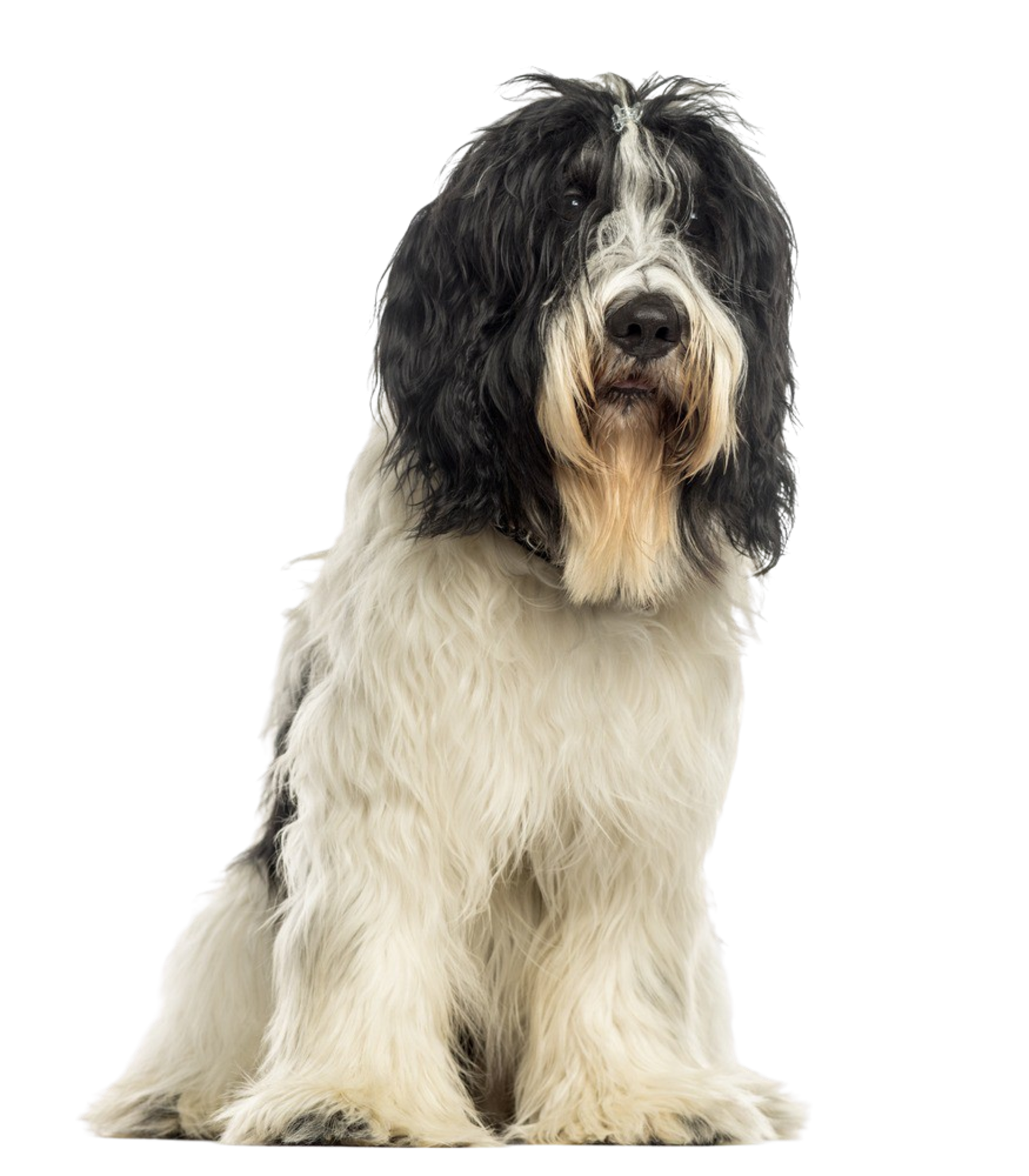 シャペンドゥス 気質と犬種の説明 Dogbible シャペンドゥス 気質と犬種の説明 Dogbible