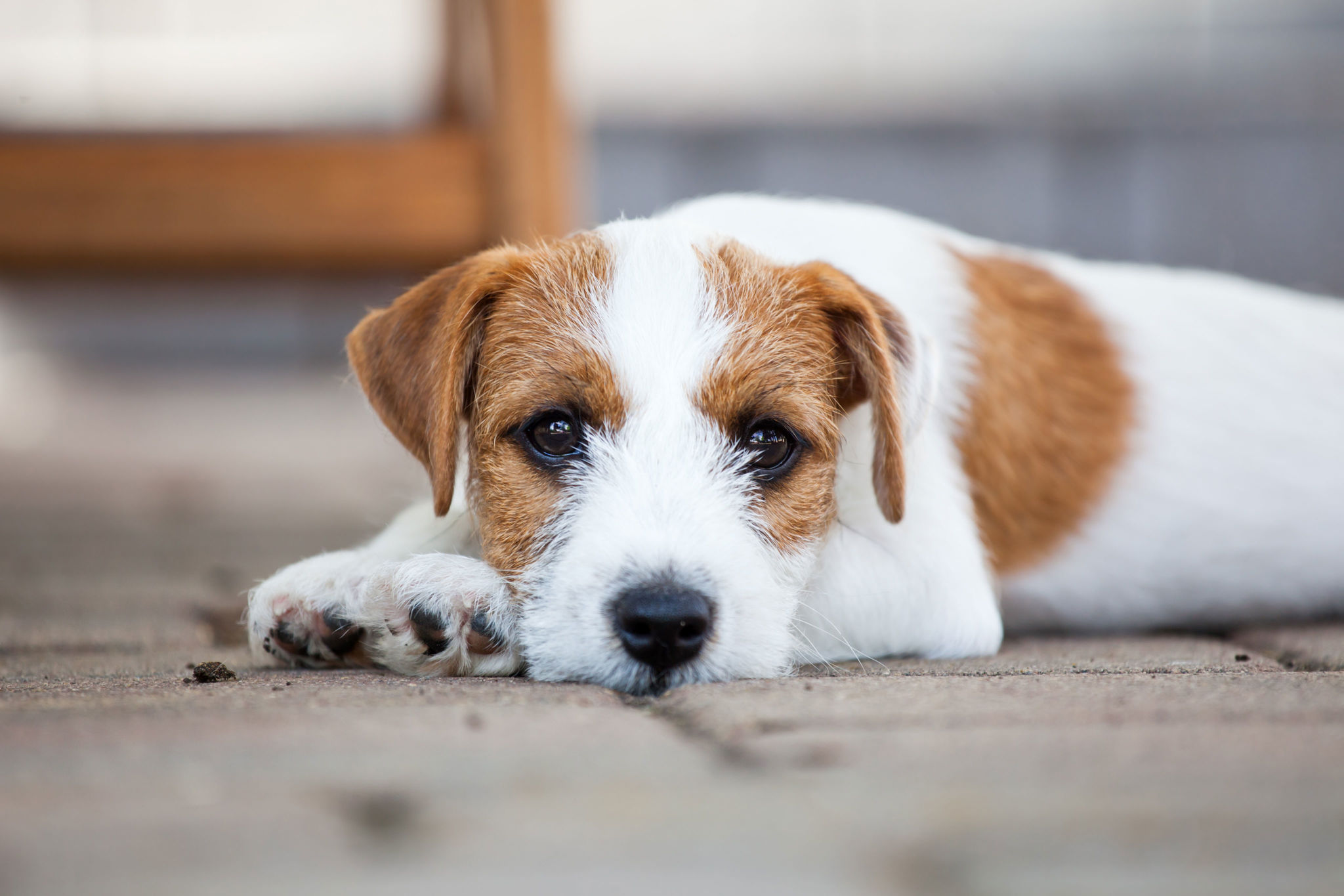 ? Parson Russell Terrier - Rassebeschreibung: Charakter &Co