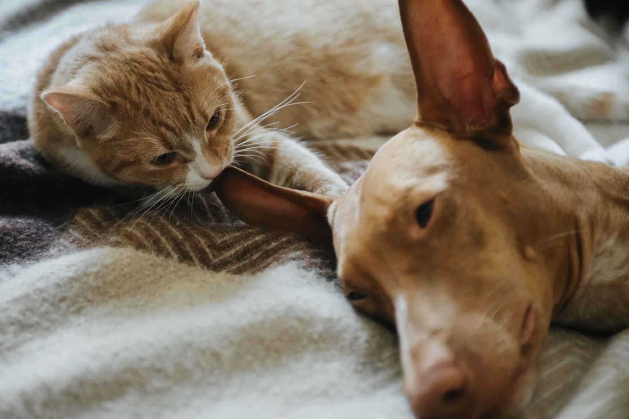Katze & Hund aneinander gewöhnen So klappt Zusammenführung