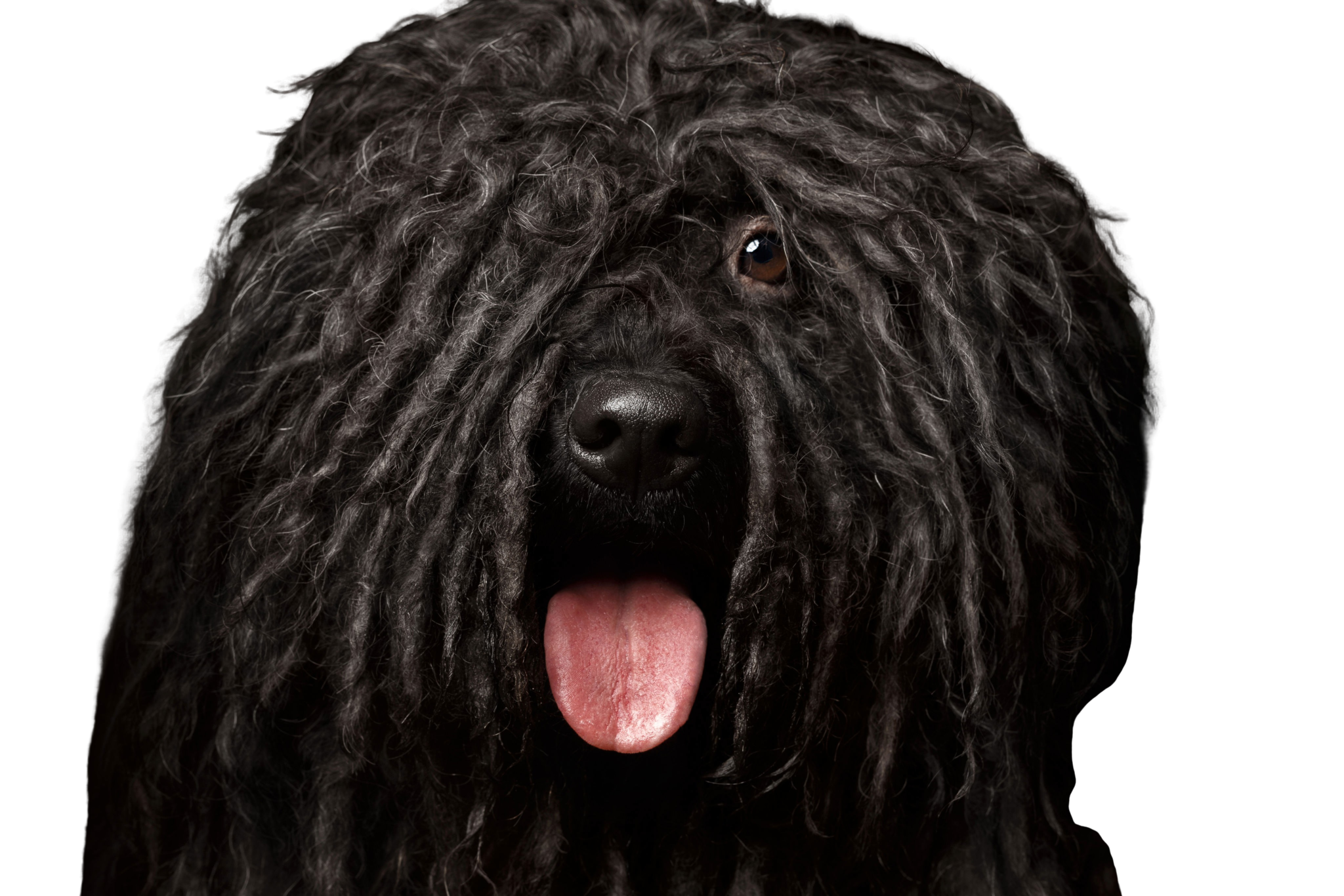 プーリ 犬種解説 キャラクター コ Dogbible プーリ 犬種解説 キャラクター コ Dogbible