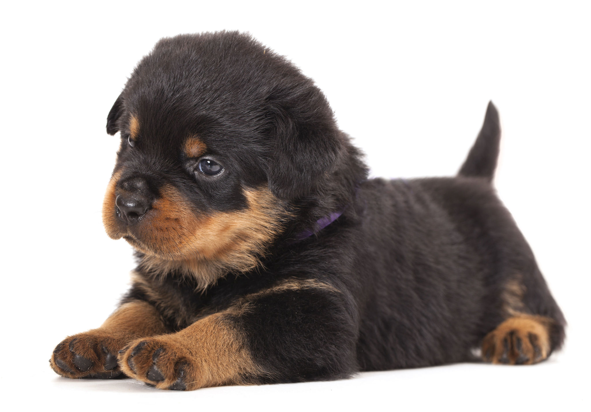 🐾 Rottweiler Rassebeschreibung Charakter &Co dogbible