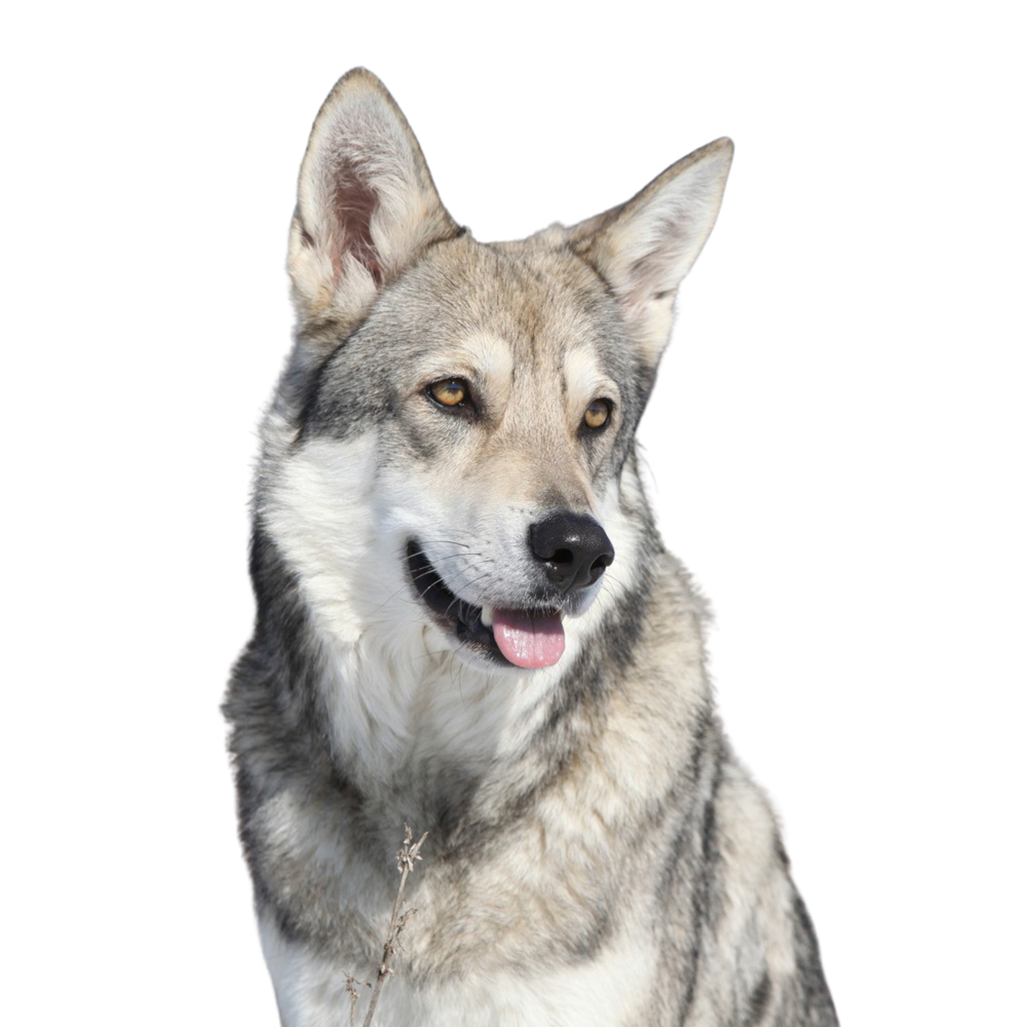 サーロインウルフハウンドの気質と犬種解説 Dogbible