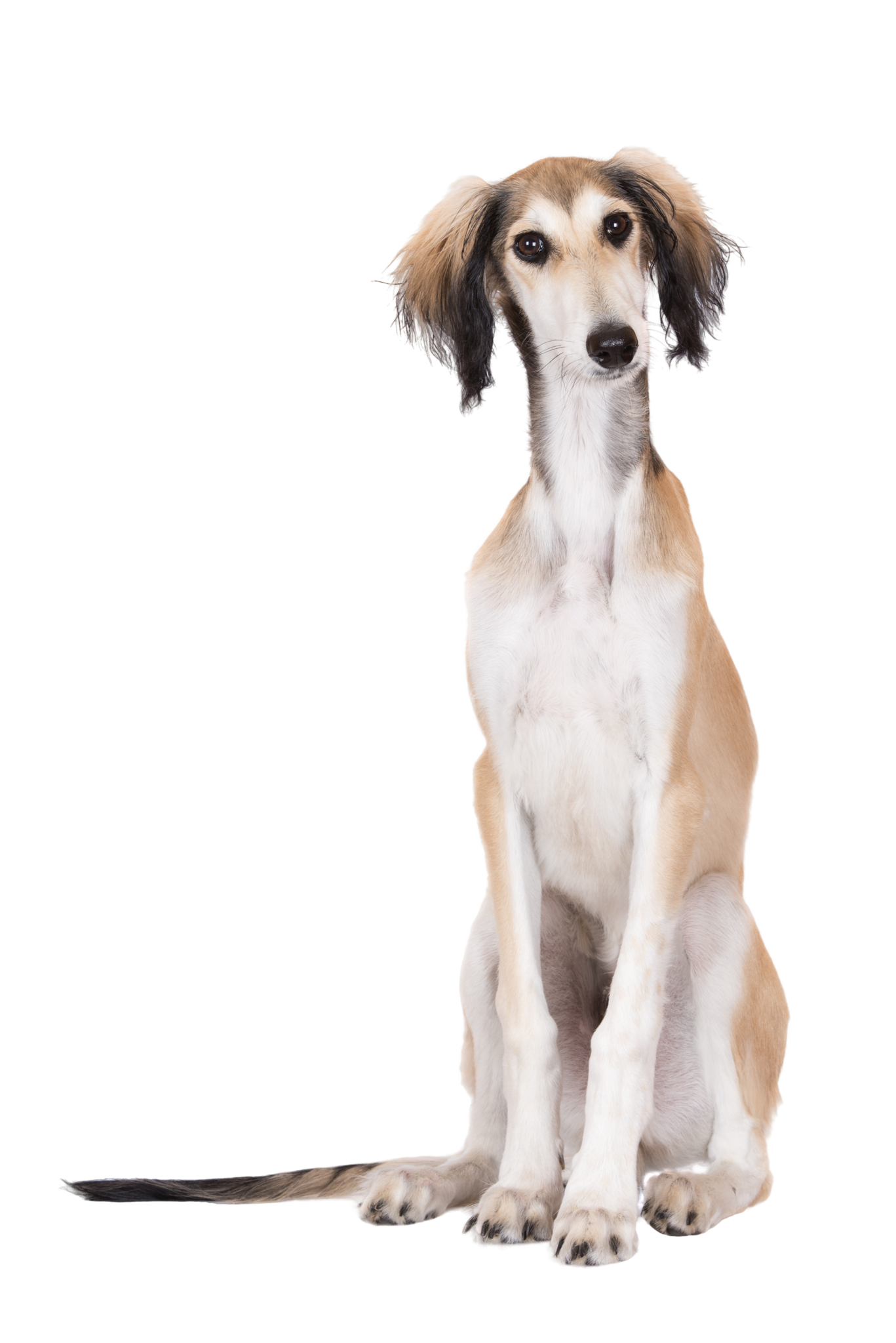 🐾 Saluki - Rassebeschreibung: Charakter &Co - dogbible