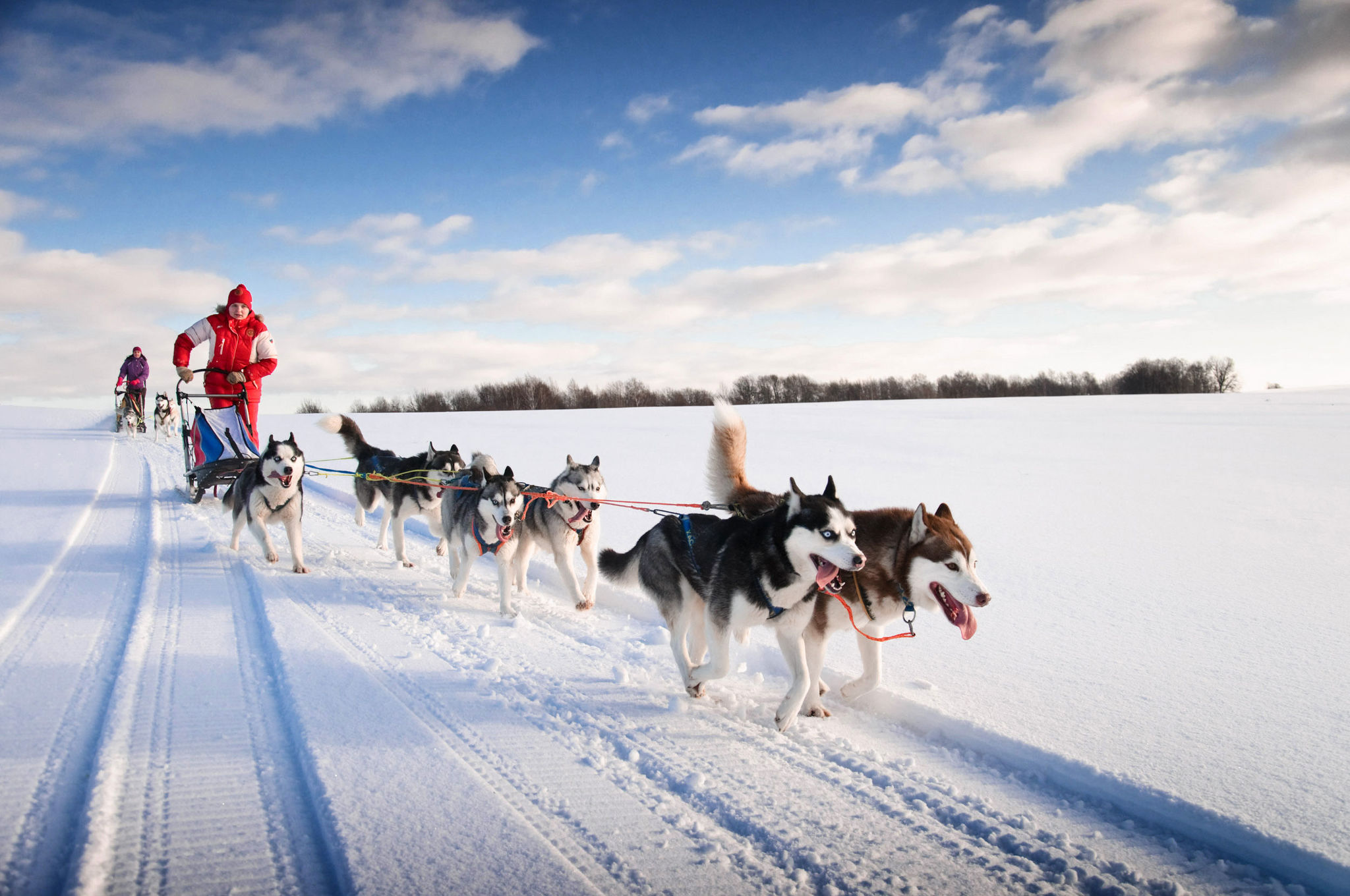? Siberian Husky - Rassebeschreibung: Charakter - dogbible