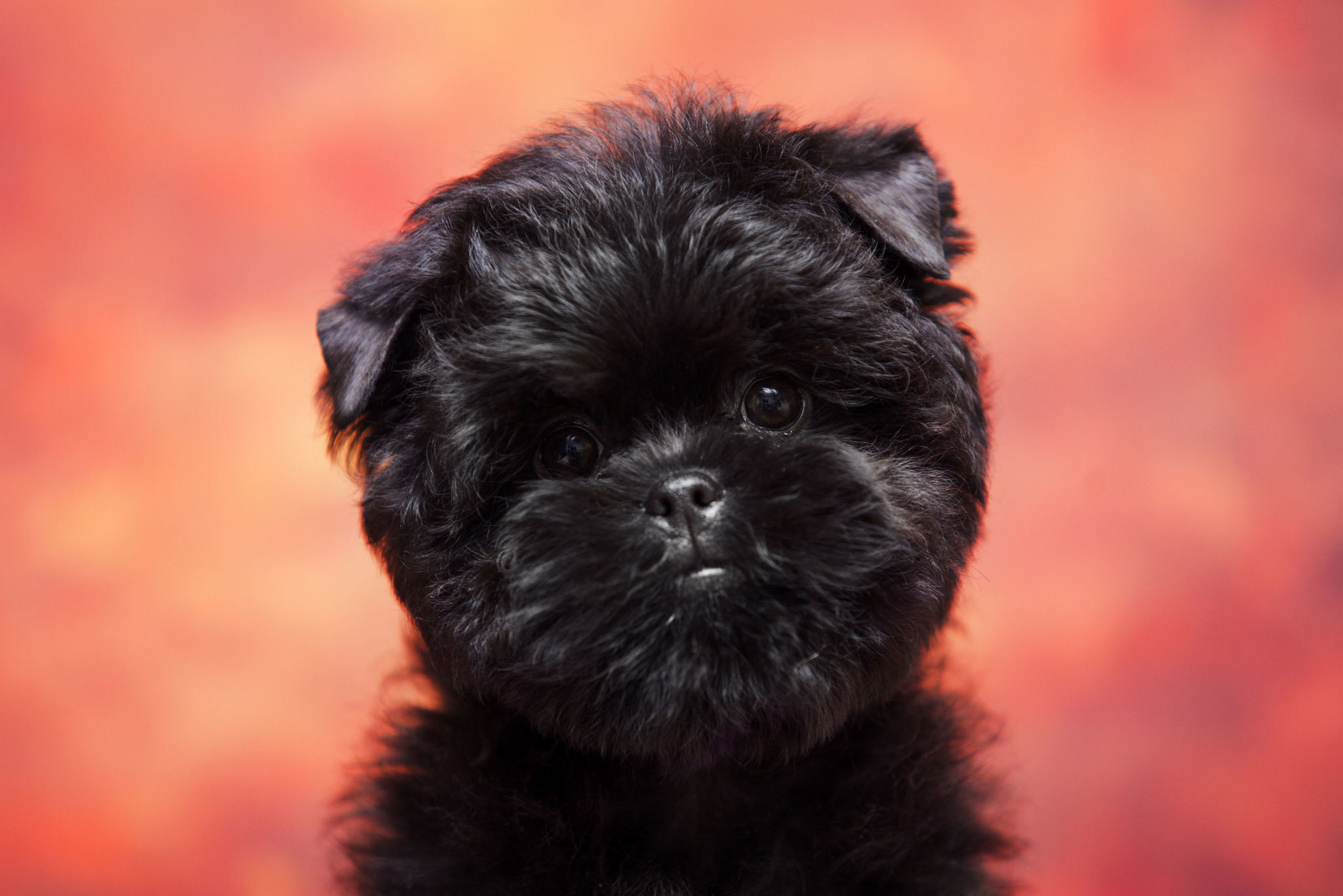 Affenpinscher, so tickt diese Rasse Temperament dogbible