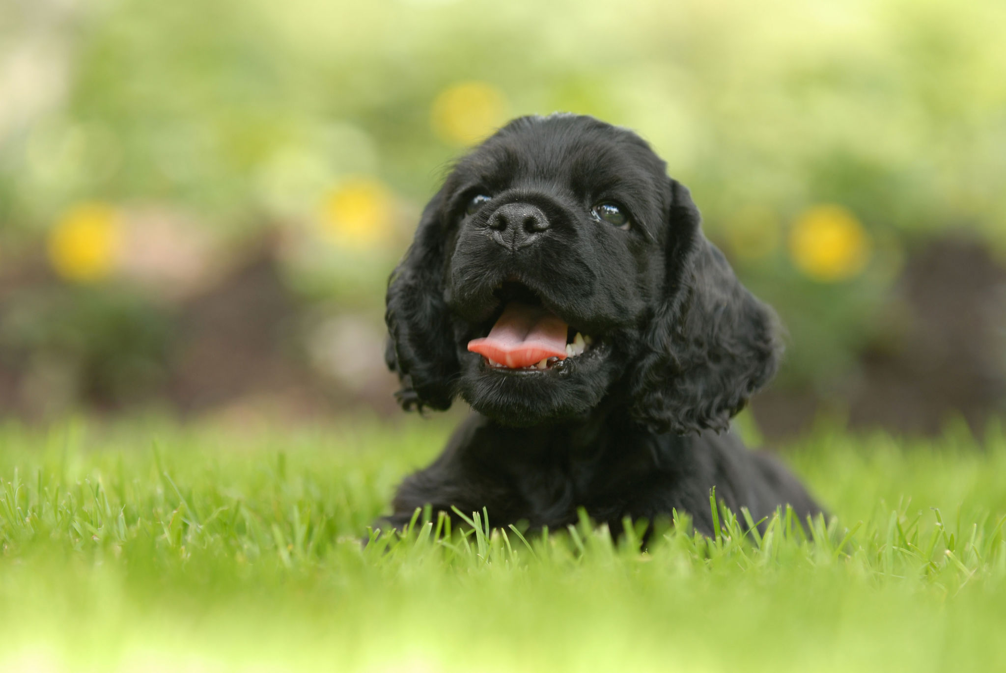 🐾 American Cocker Spaniel Rassebeschreibung dogbible 🐾 American Cocker Spaniel Rassebeschreibung dogbible