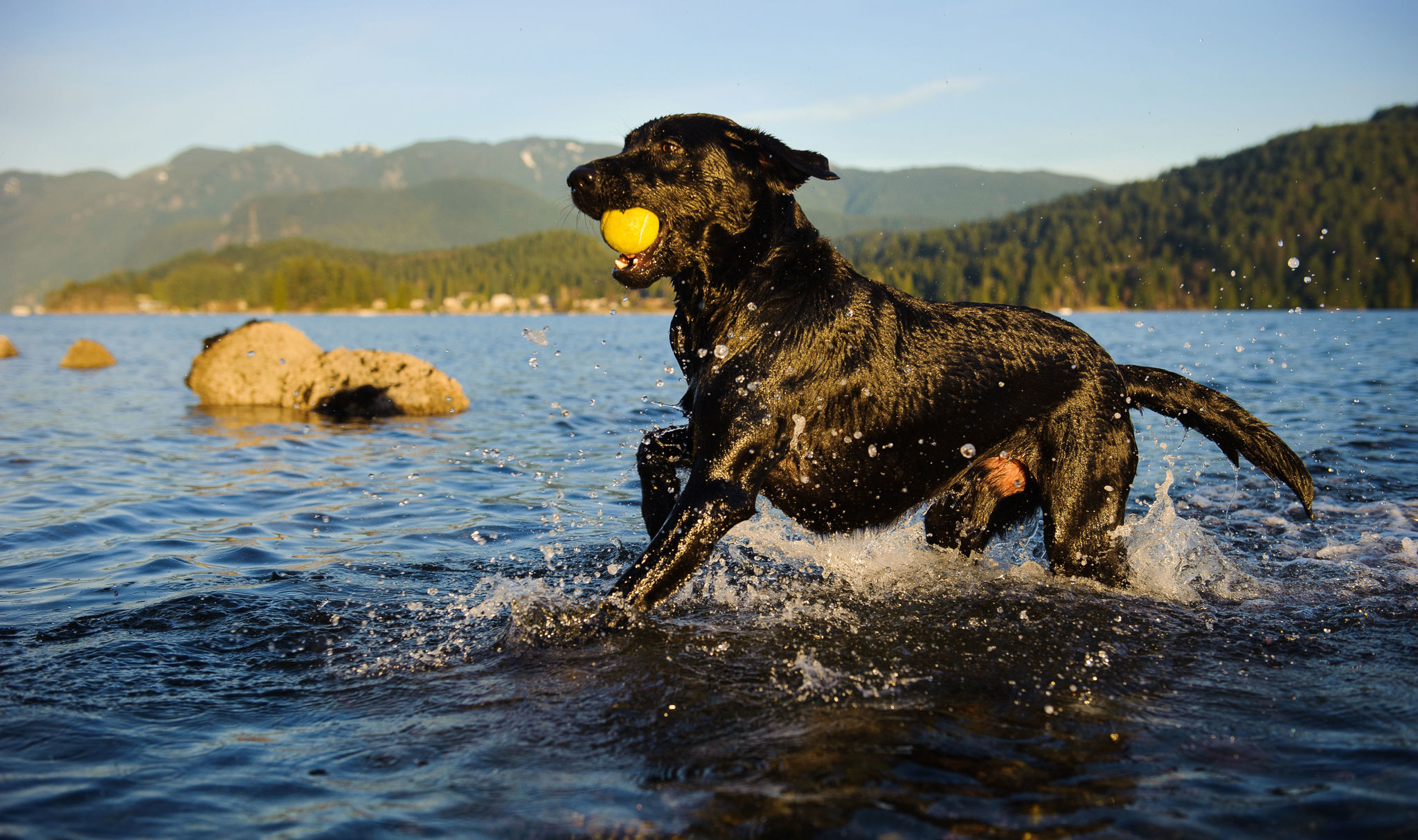 Ohrenentzündungen beim Hund So hilfst du ihm! dogbible