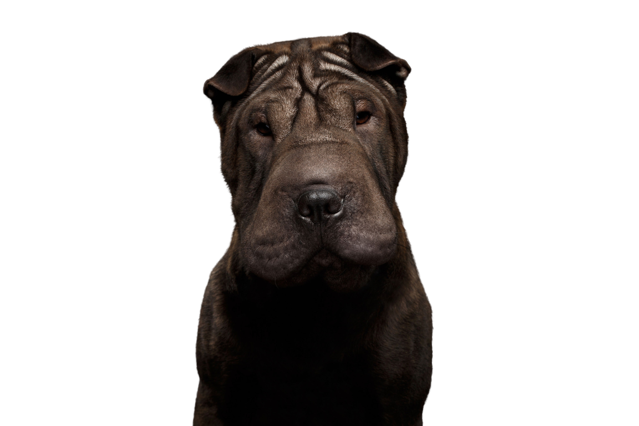 Shar Pei Rassebeschreibung Charakter Co Dogbible