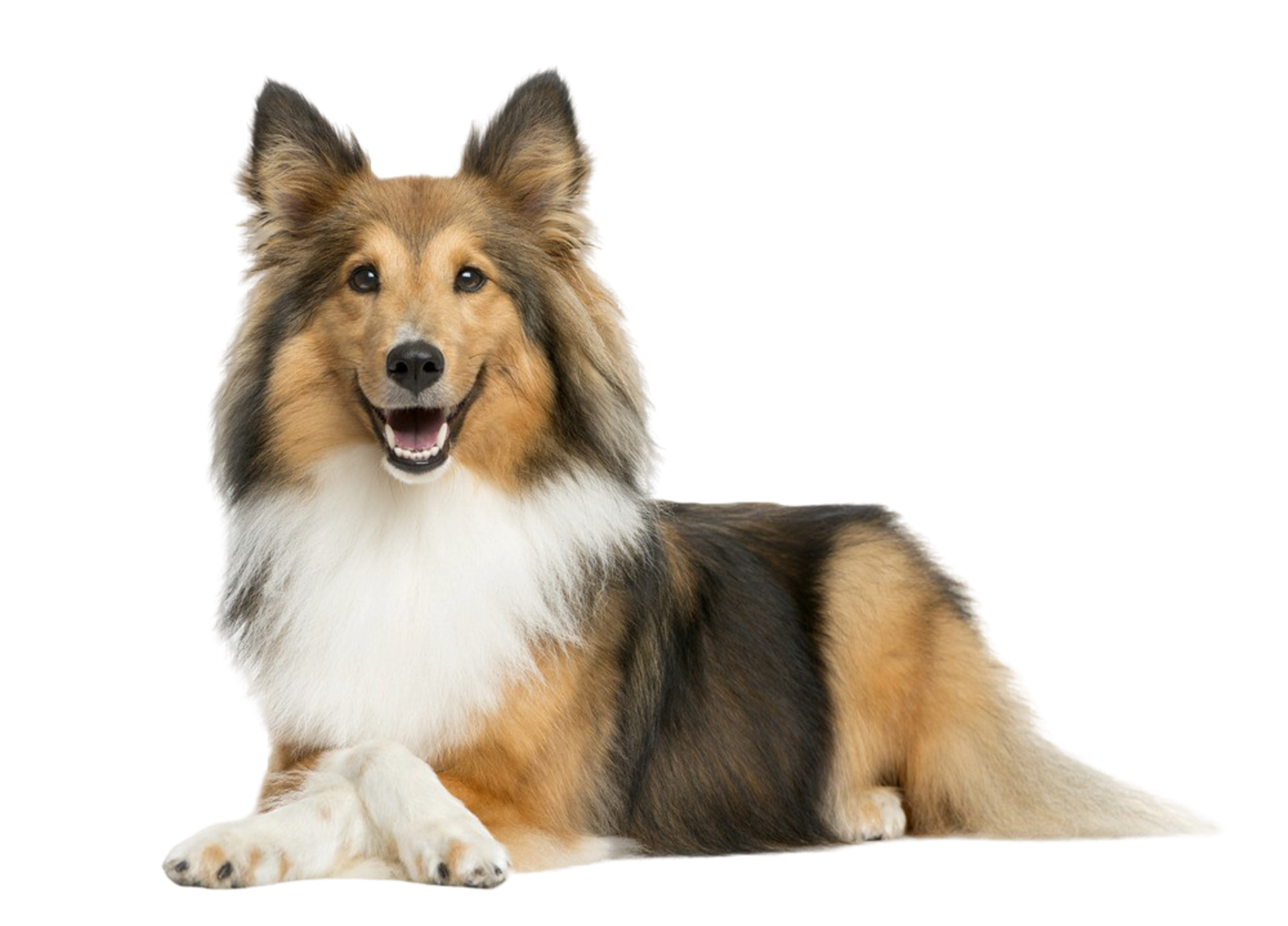 🐾 Shetland Sheepdog Rassebeschreibung Charakter dogbible
