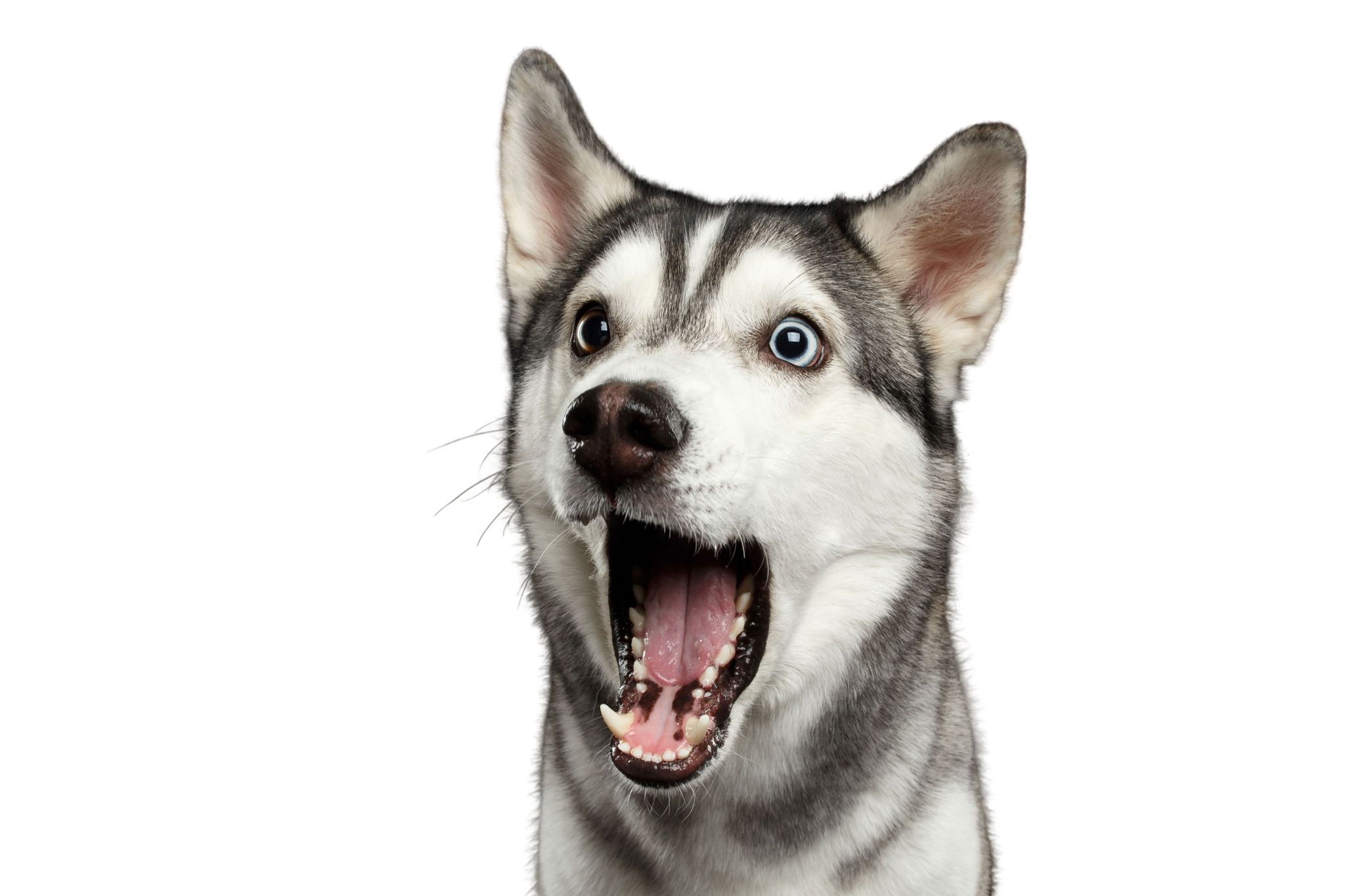 シベリアンハスキー 犬種解説 キャラクター Dogbible